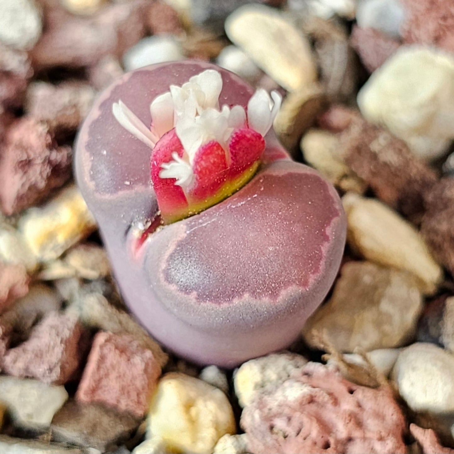 Mega Bundle (16 Plants) - Sugar & Spice Collection