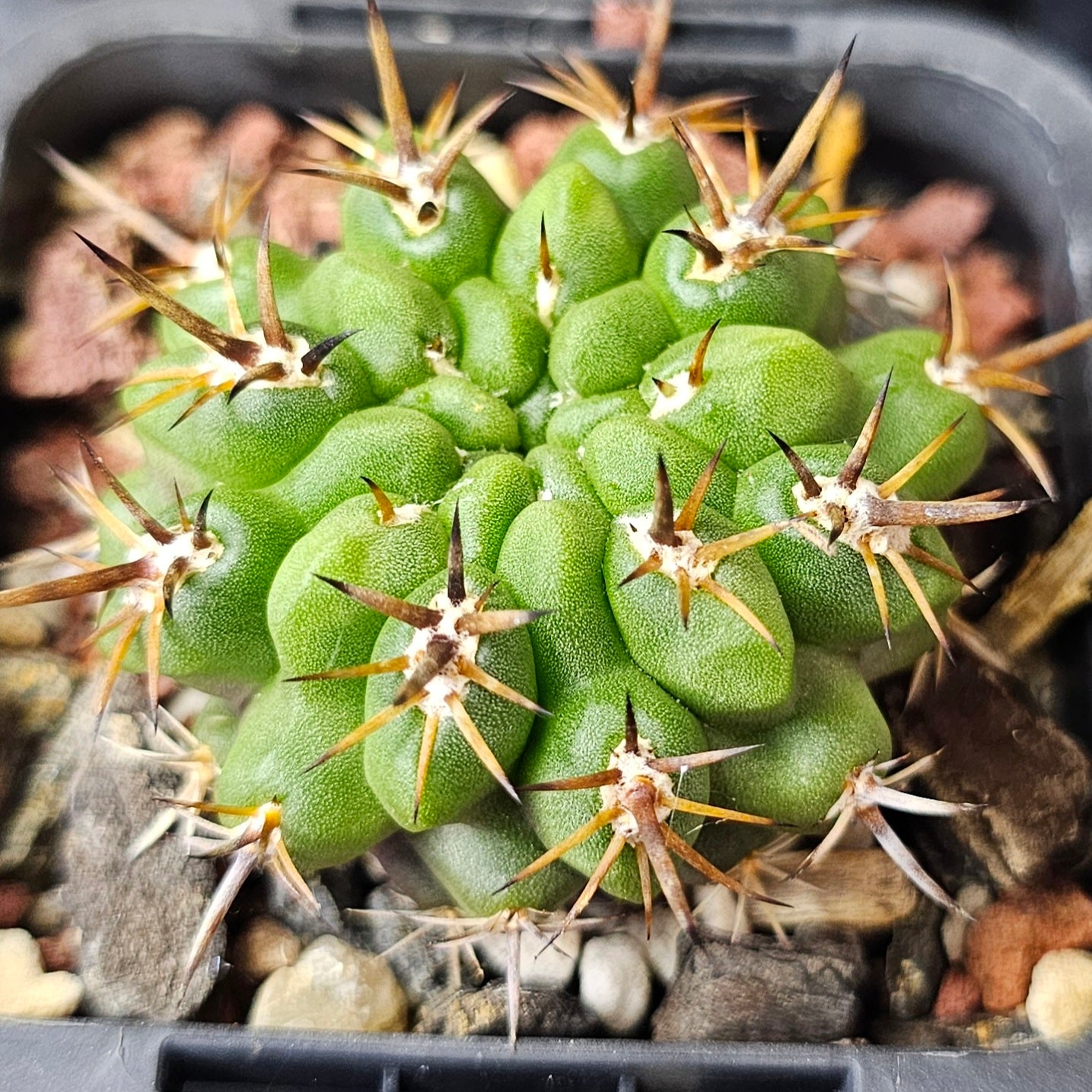 Mega Bundle (16 Plants) - Sugar & Spice Collection