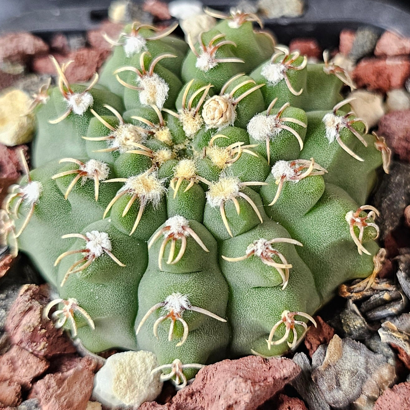 Mega Bundle (16 Plants) - Sugar & Spice Collection