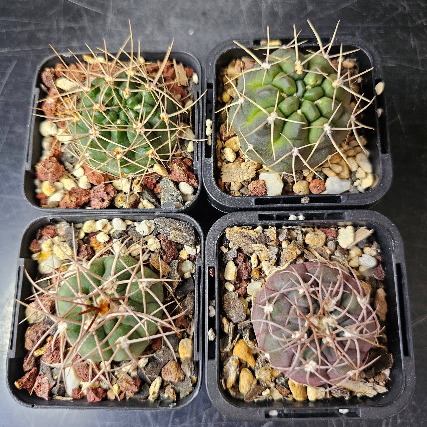Gymnocalycium Bundle (4 plants) – Slow Grown Selection
