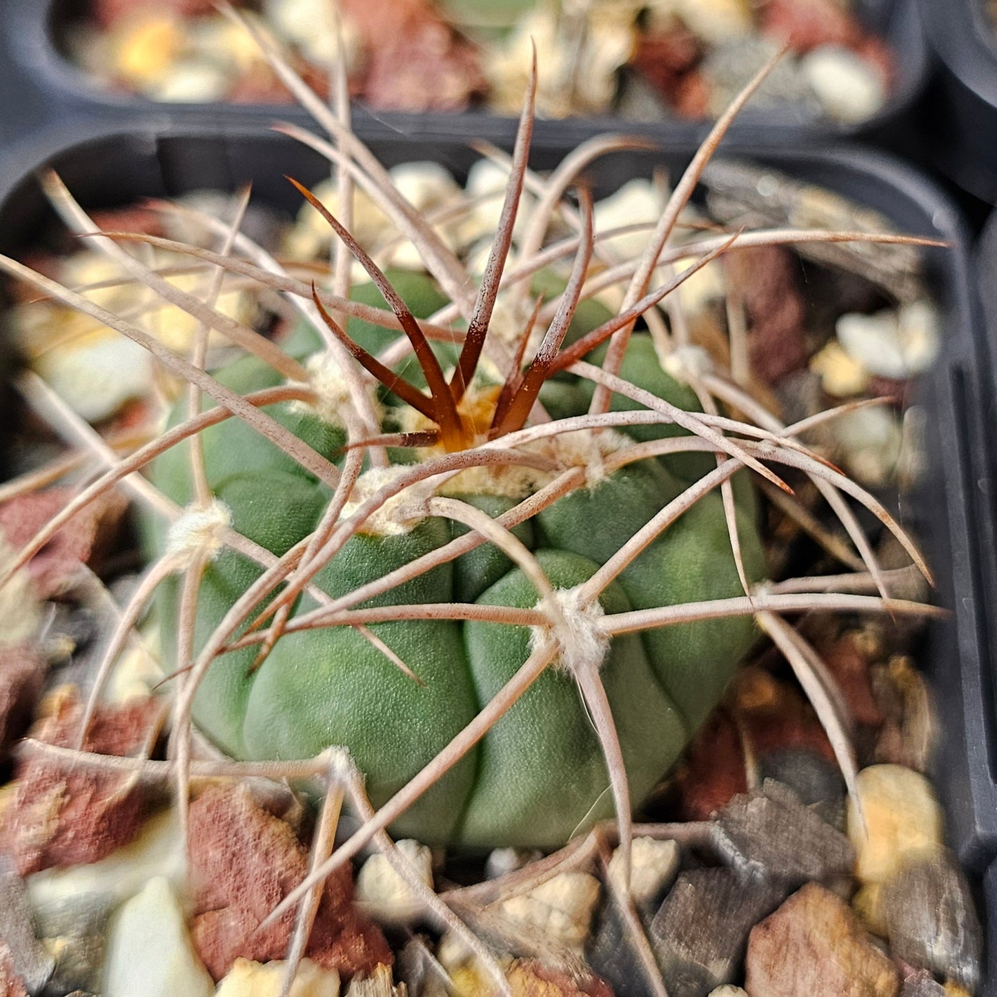 Gymnocalycium Bundle (4 plants) – Slow Grown Selection