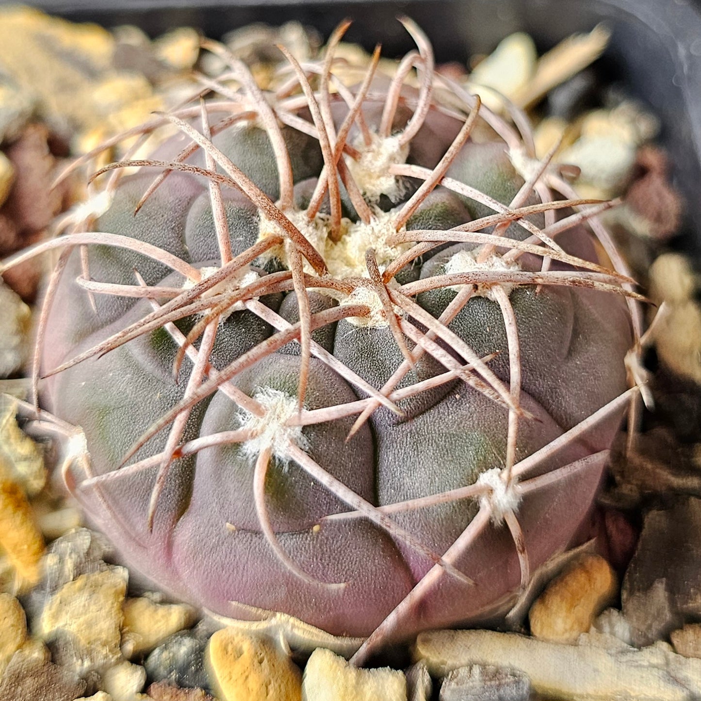 Gymnocalycium Bundle (4 plants) – Slow Grown Selection