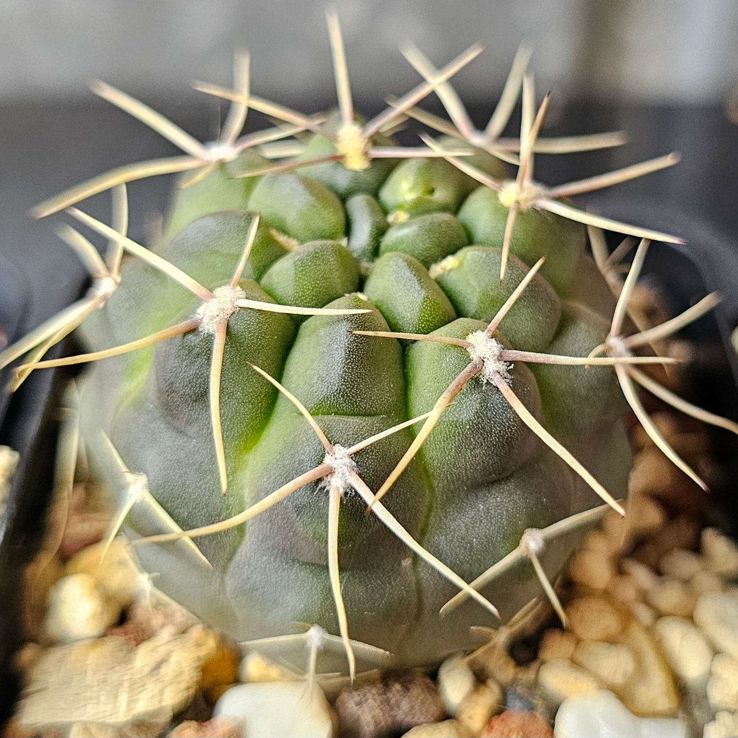 Gymnocalycium Bundle (4 plants) – Slow Grown Selection