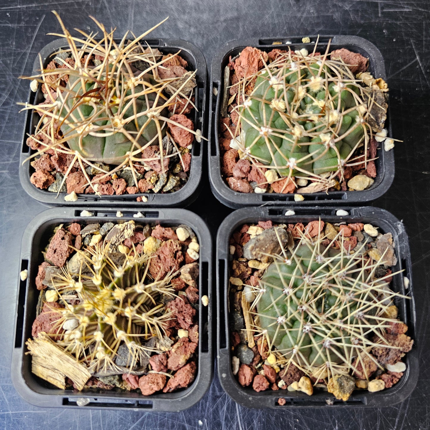 Gymnocalycium Bundle (4 plants) – Rugged Spine Forms