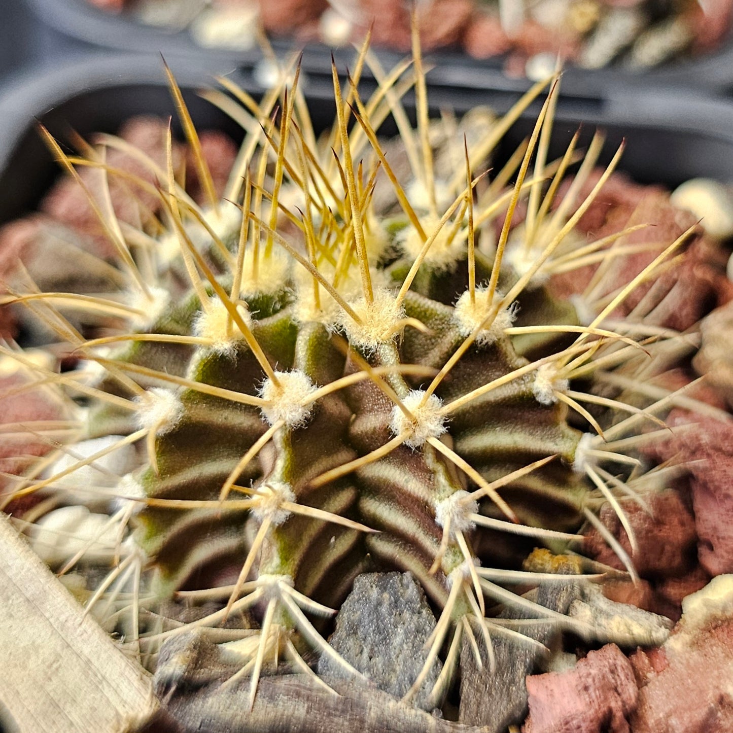 Gymnocalycium Bundle (4 plants) – Rugged Spine Forms