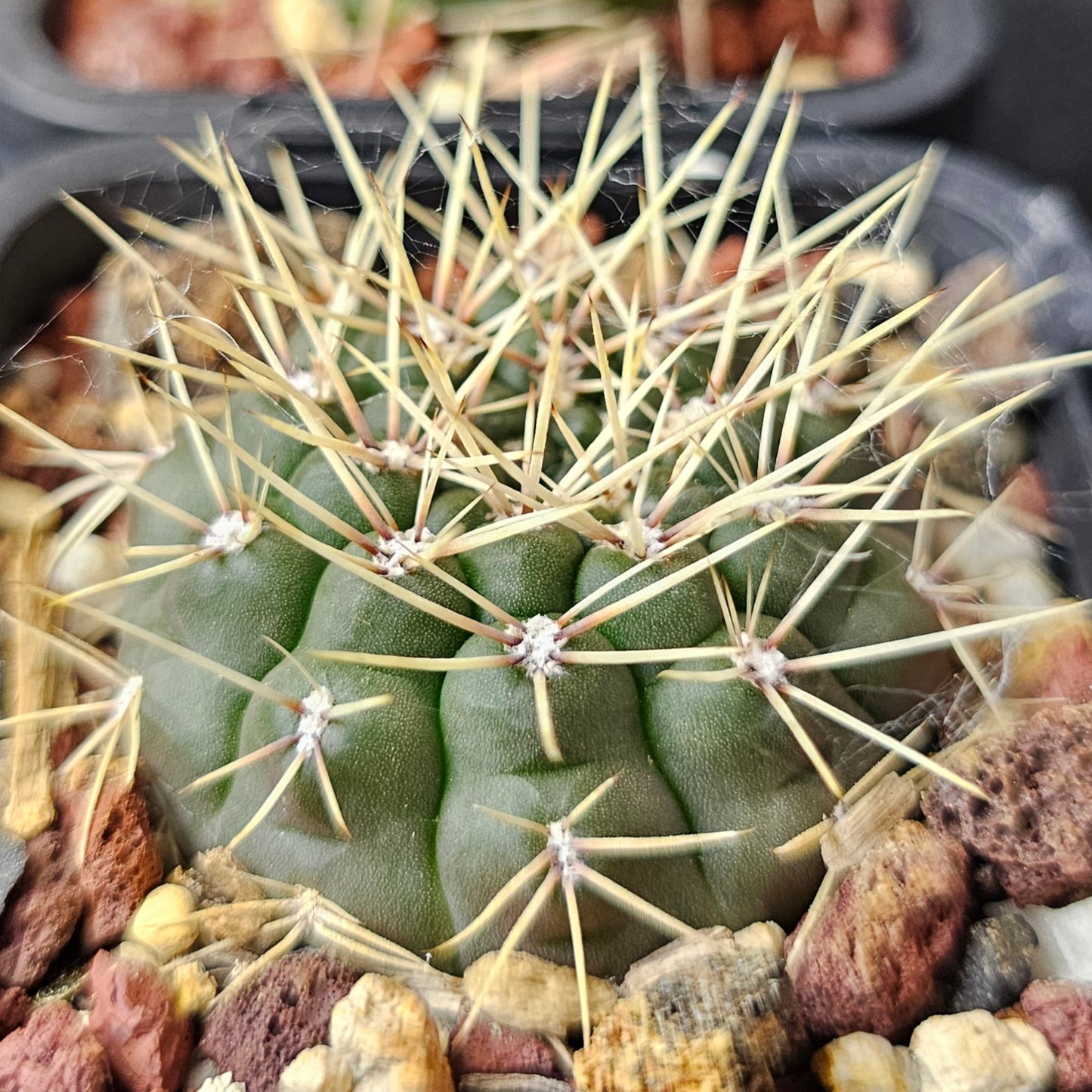 Gymnocalycium Bundle (4 plants) – Rugged Spine Forms