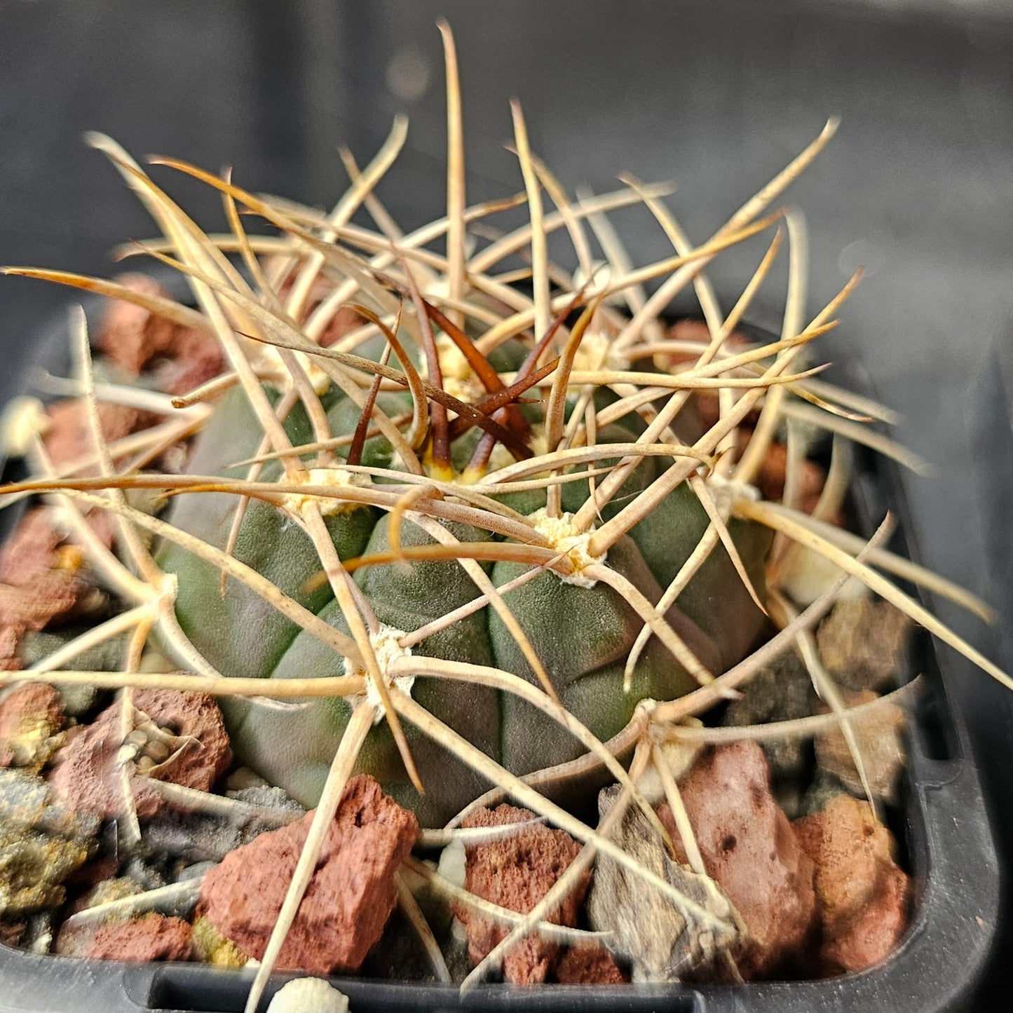 Gymnocalycium Bundle (4 plants) – Rugged Spine Forms