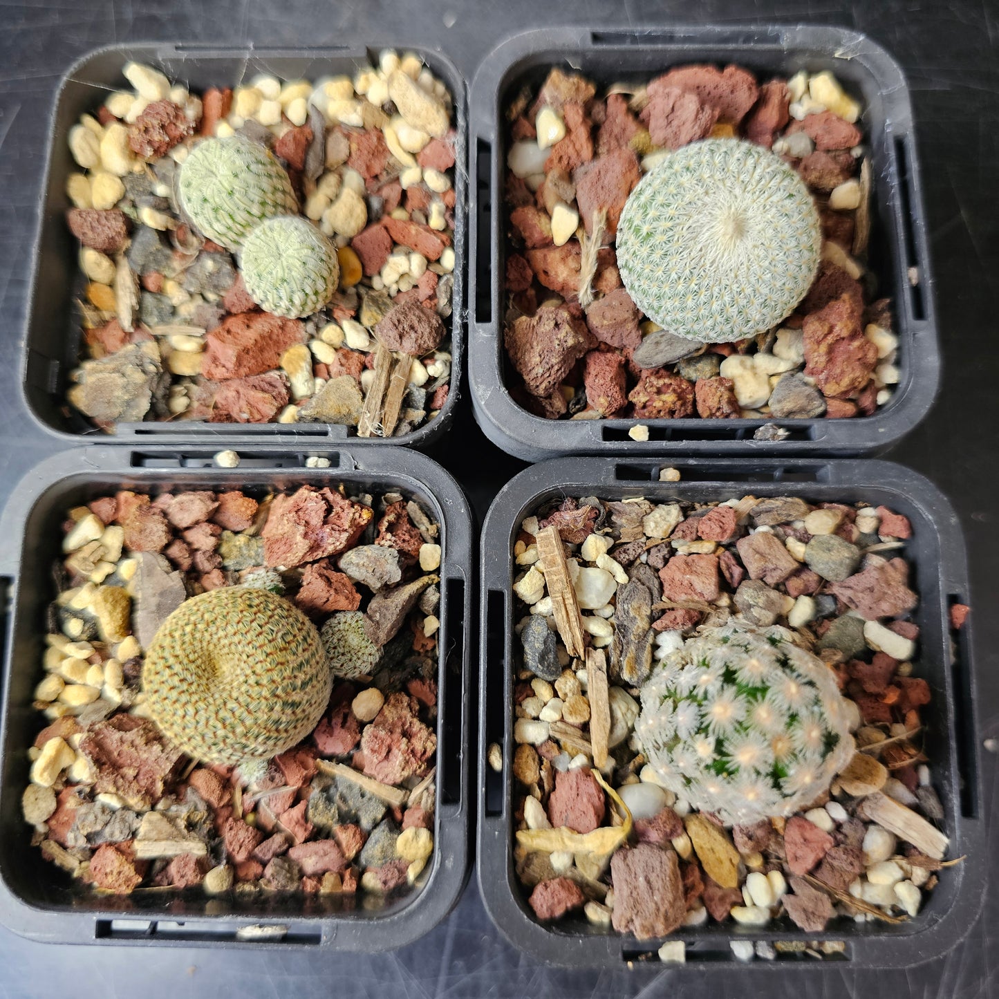 Cactus Bundle – 4 Plants (Cryptic Miniatures)