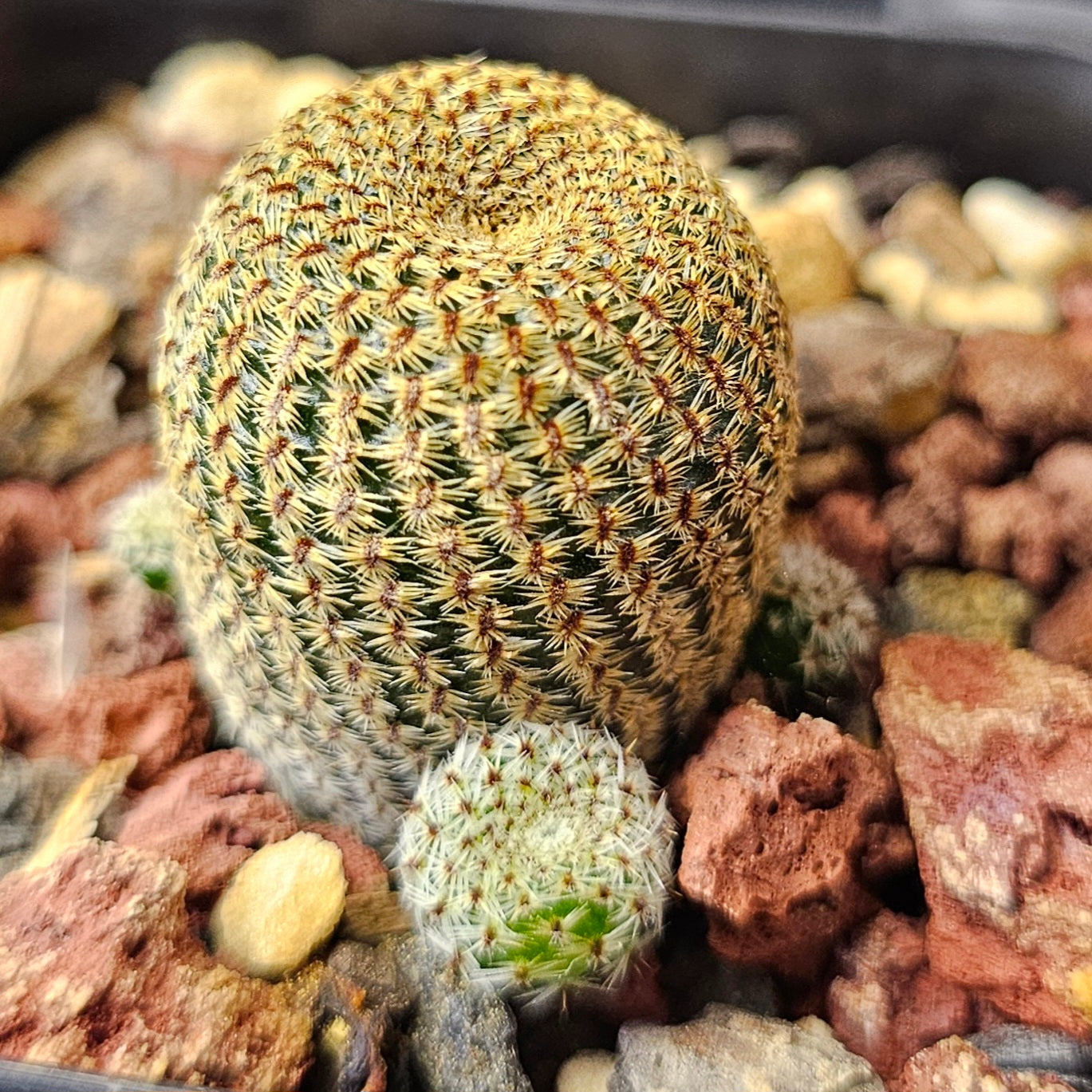Cactus Bundle – 4 Plants (Cryptic Miniatures)