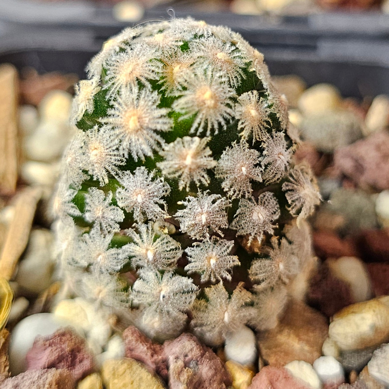 Cactus Bundle – 4 Plants (Cryptic Miniatures)