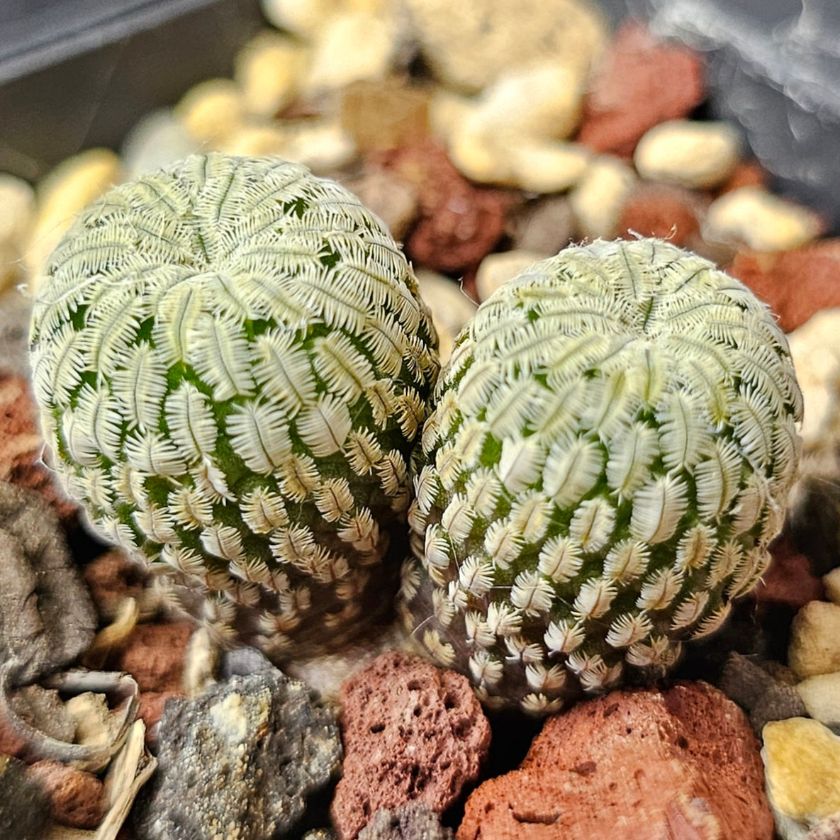 Cactus Bundle – 4 Plants (Cryptic Miniatures)