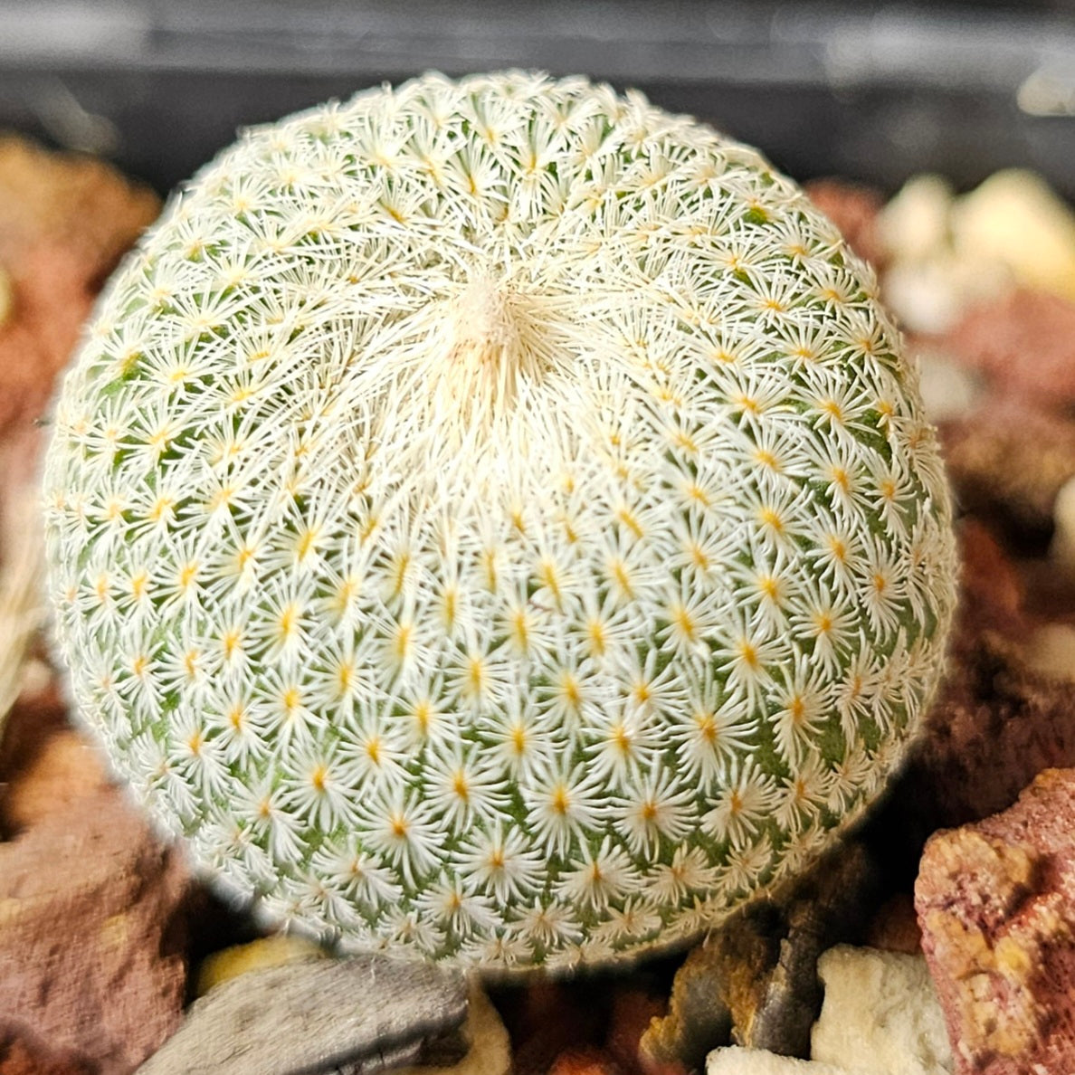 Cactus Bundle – 4 Plants (Cryptic Miniatures)