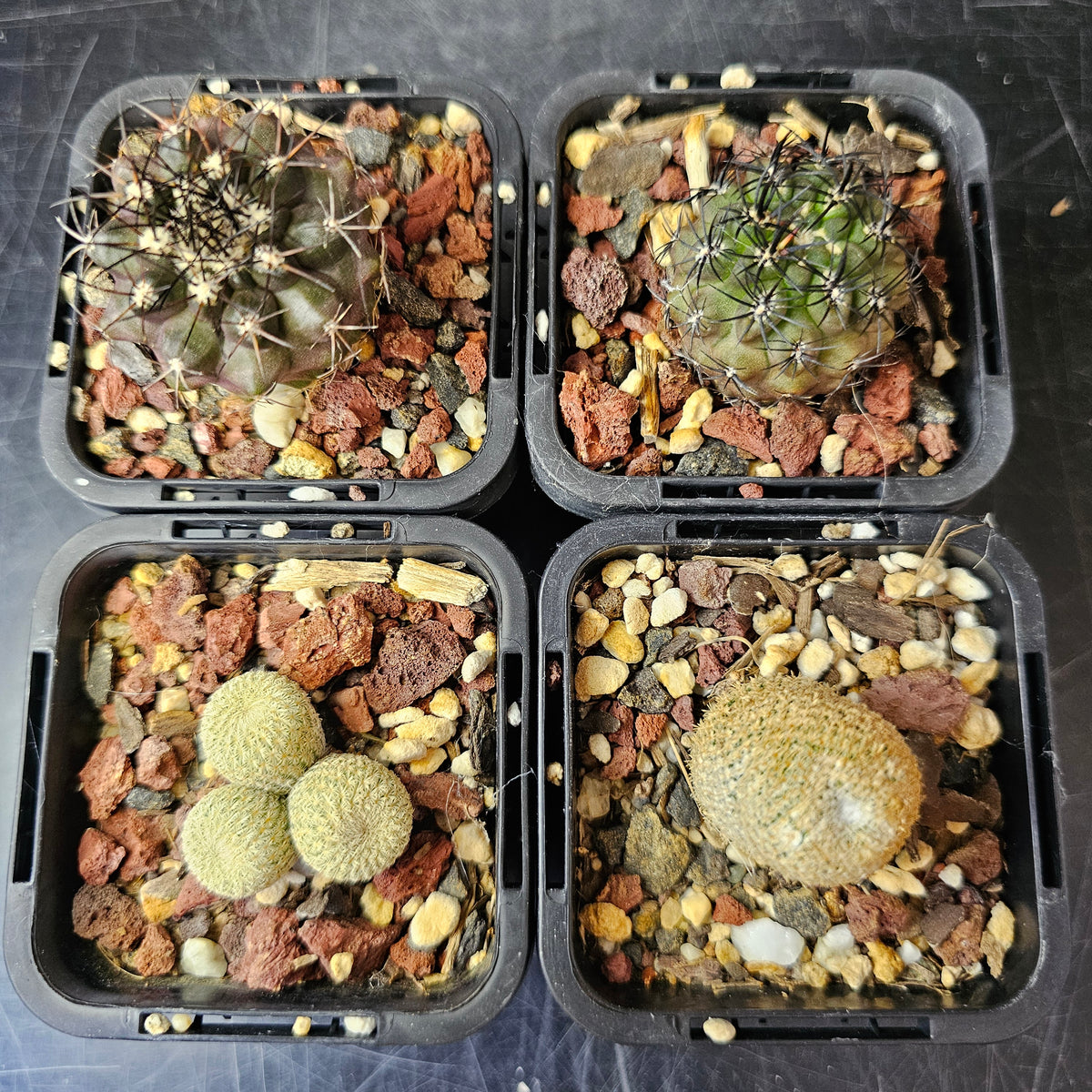 Cactus Bundle Cactus Bundle – 4 Plants (Light & Shadow) – Spine City