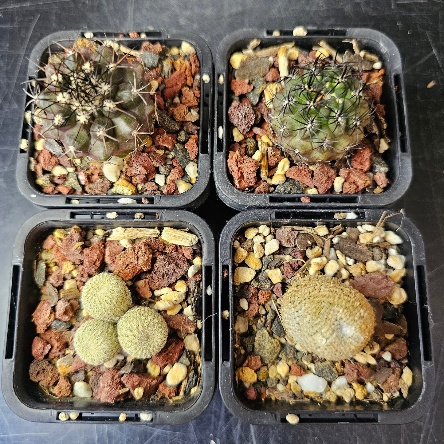 Cactus Bundle – 4 Plants (Light & Shadow)