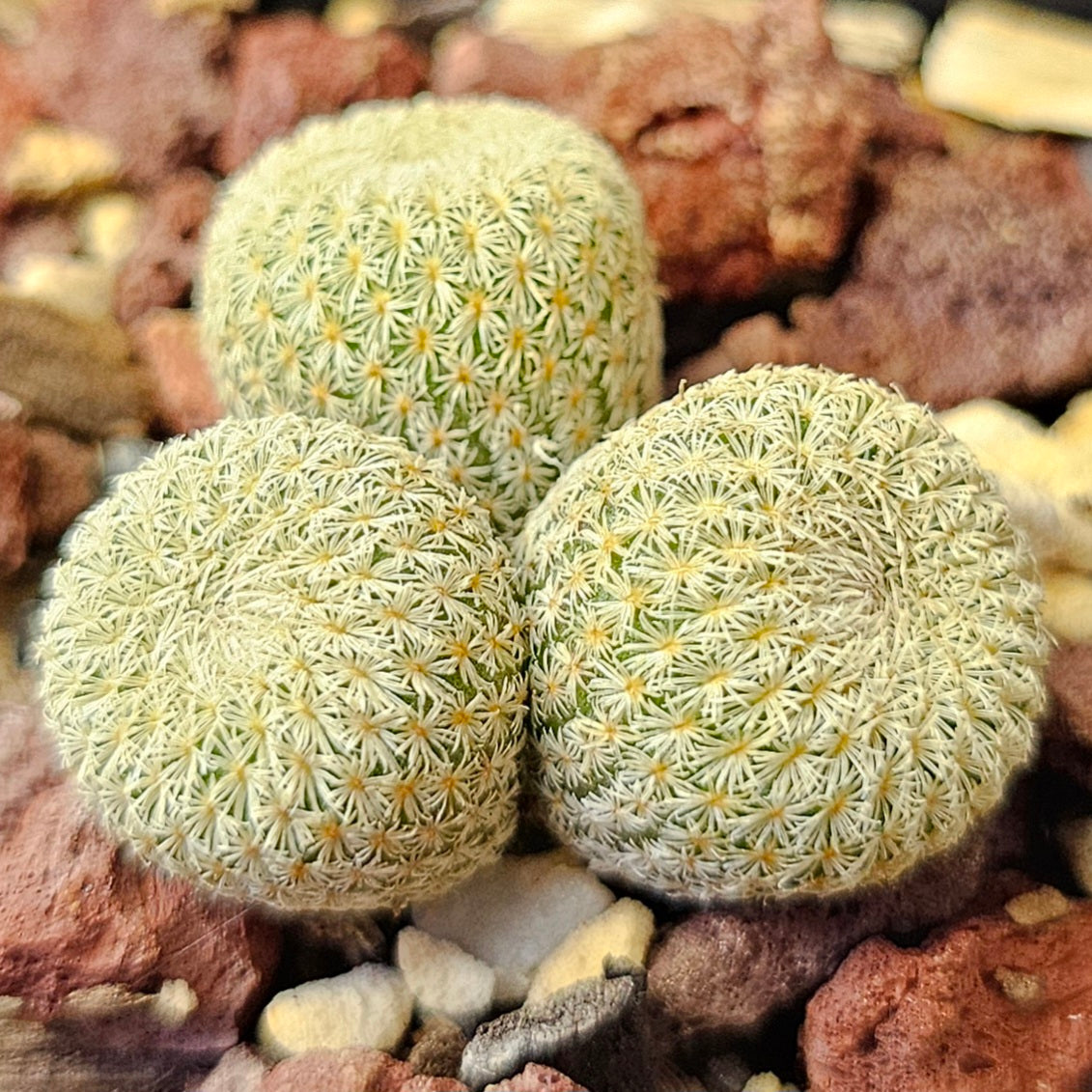 Cactus Bundle – 4 Plants (Light & Shadow)