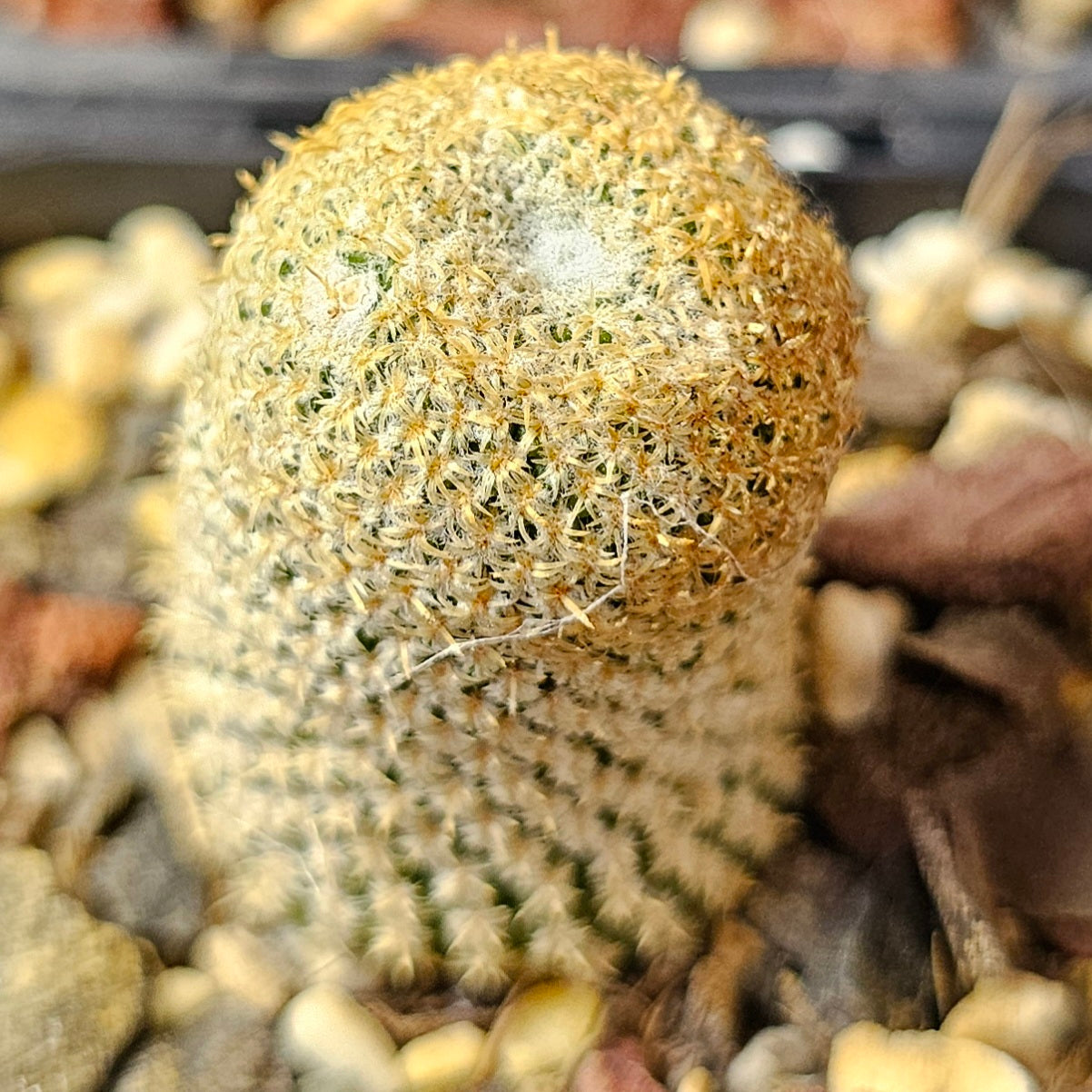 Cactus Bundle – 4 Plants (Light & Shadow)