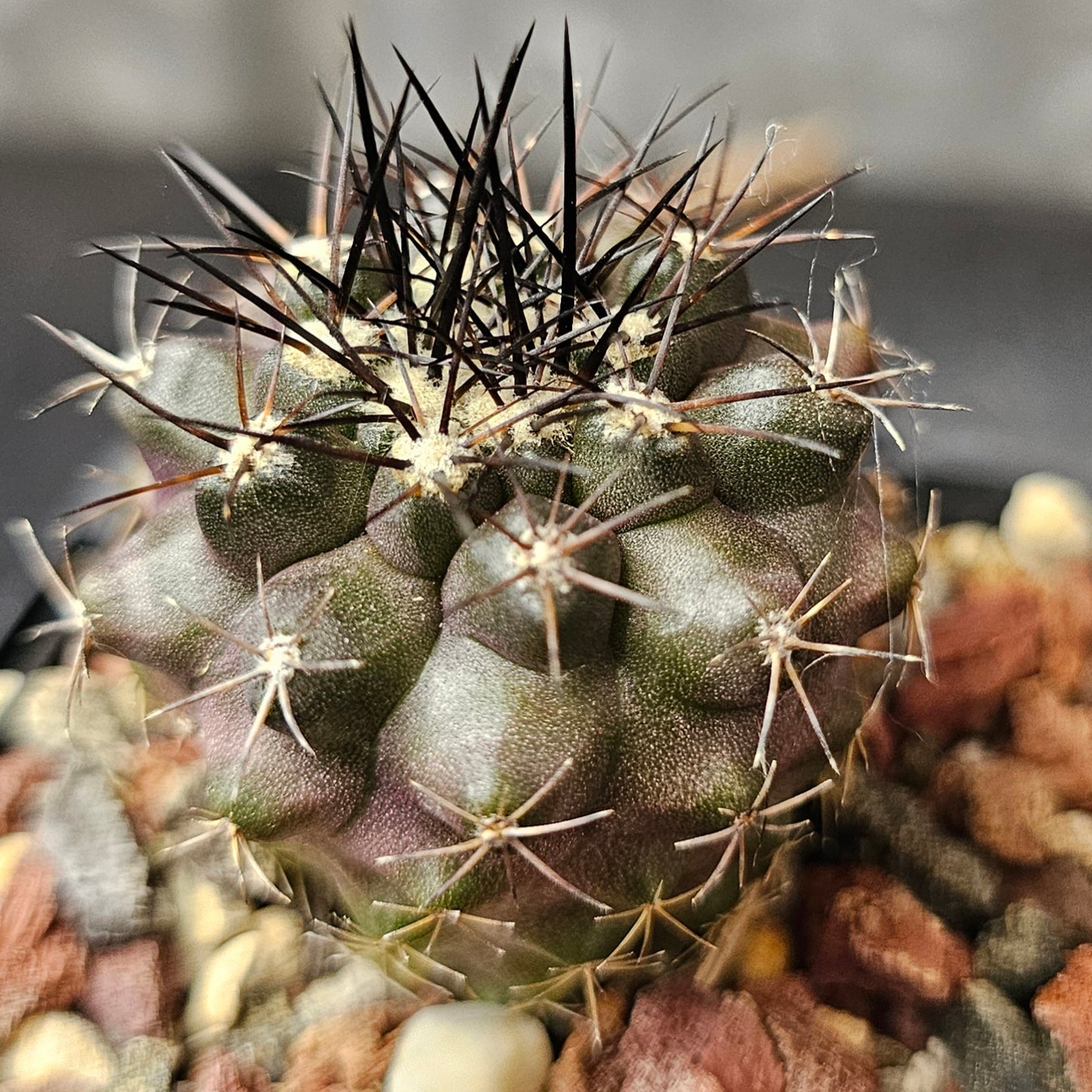 Cactus Bundle – 4 Plants (Light & Shadow)