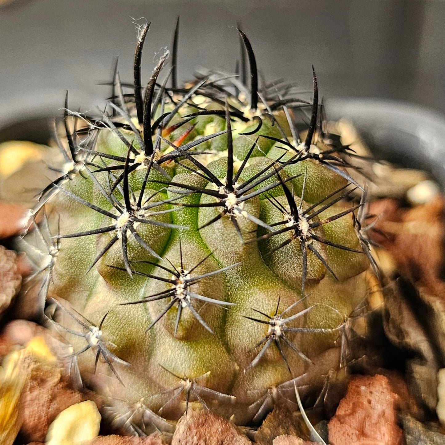Cactus Bundle – 4 Plants (Light & Shadow)