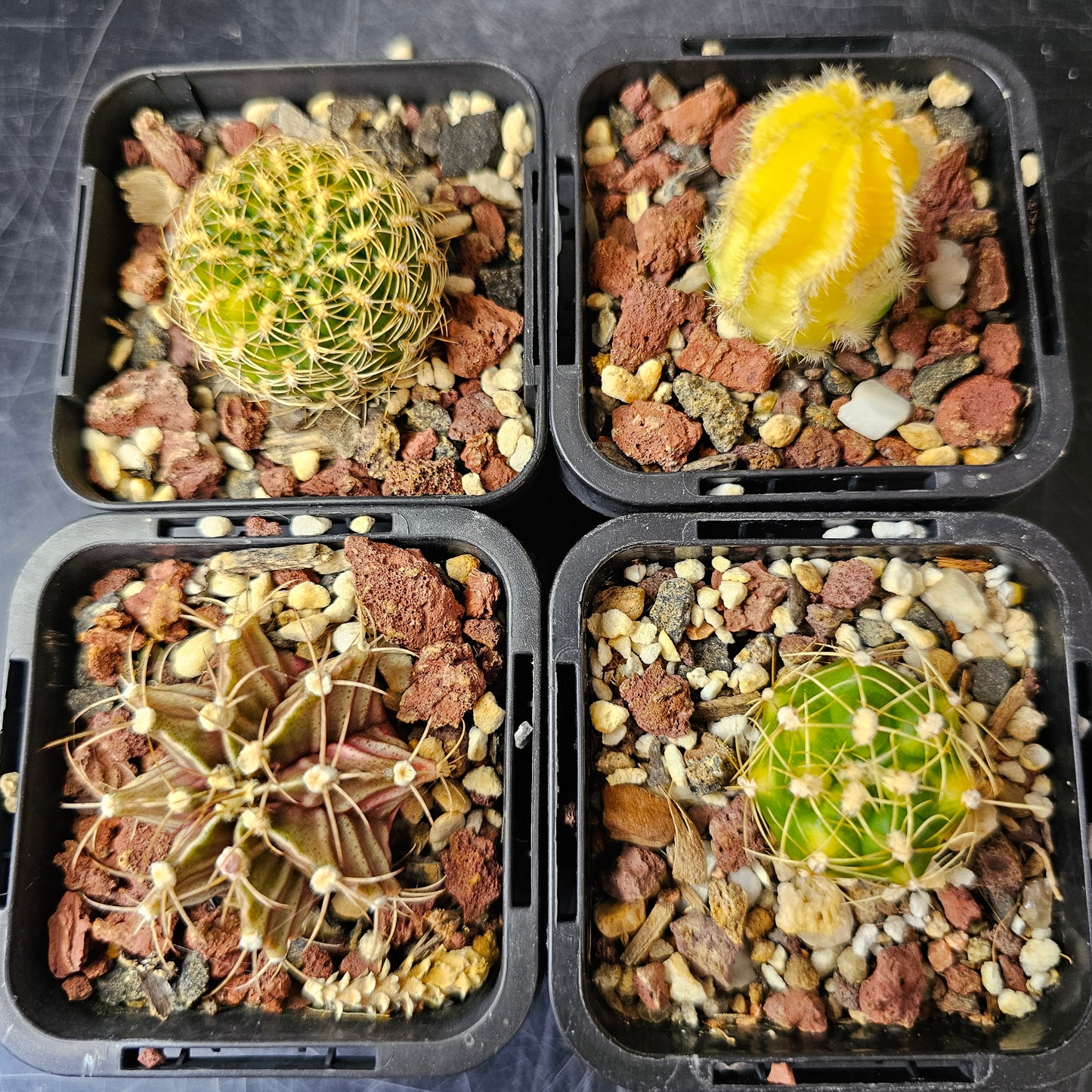 Cactus Bundle – 4 Plants (Vari Nice)
