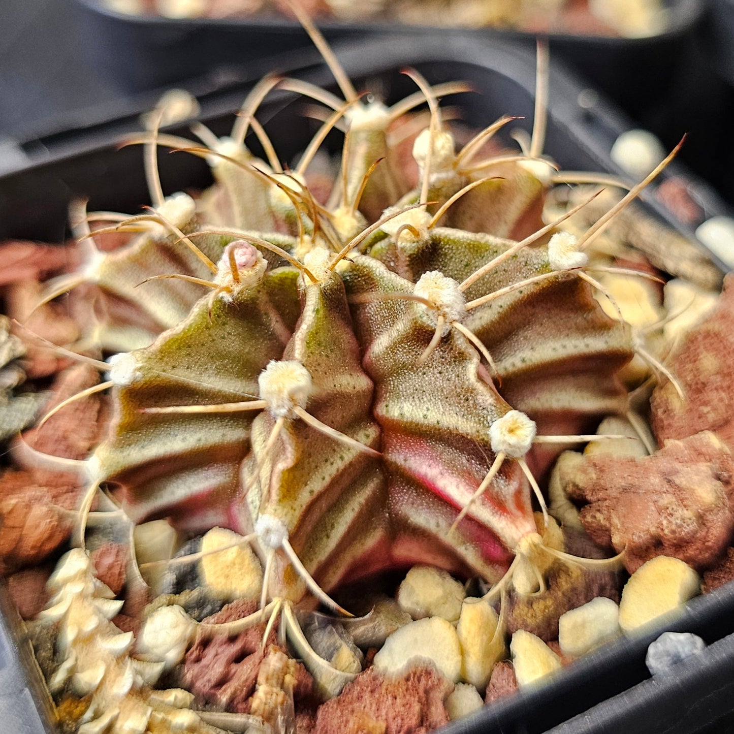 Cactus Bundle – 4 Plants (Vari Nice)