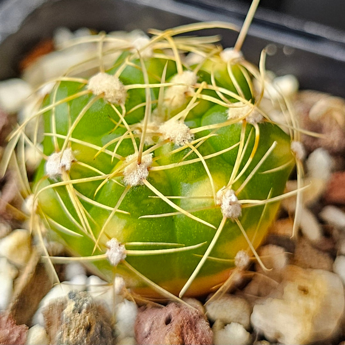 Cactus Bundle – 4 Plants (Vari Nice)