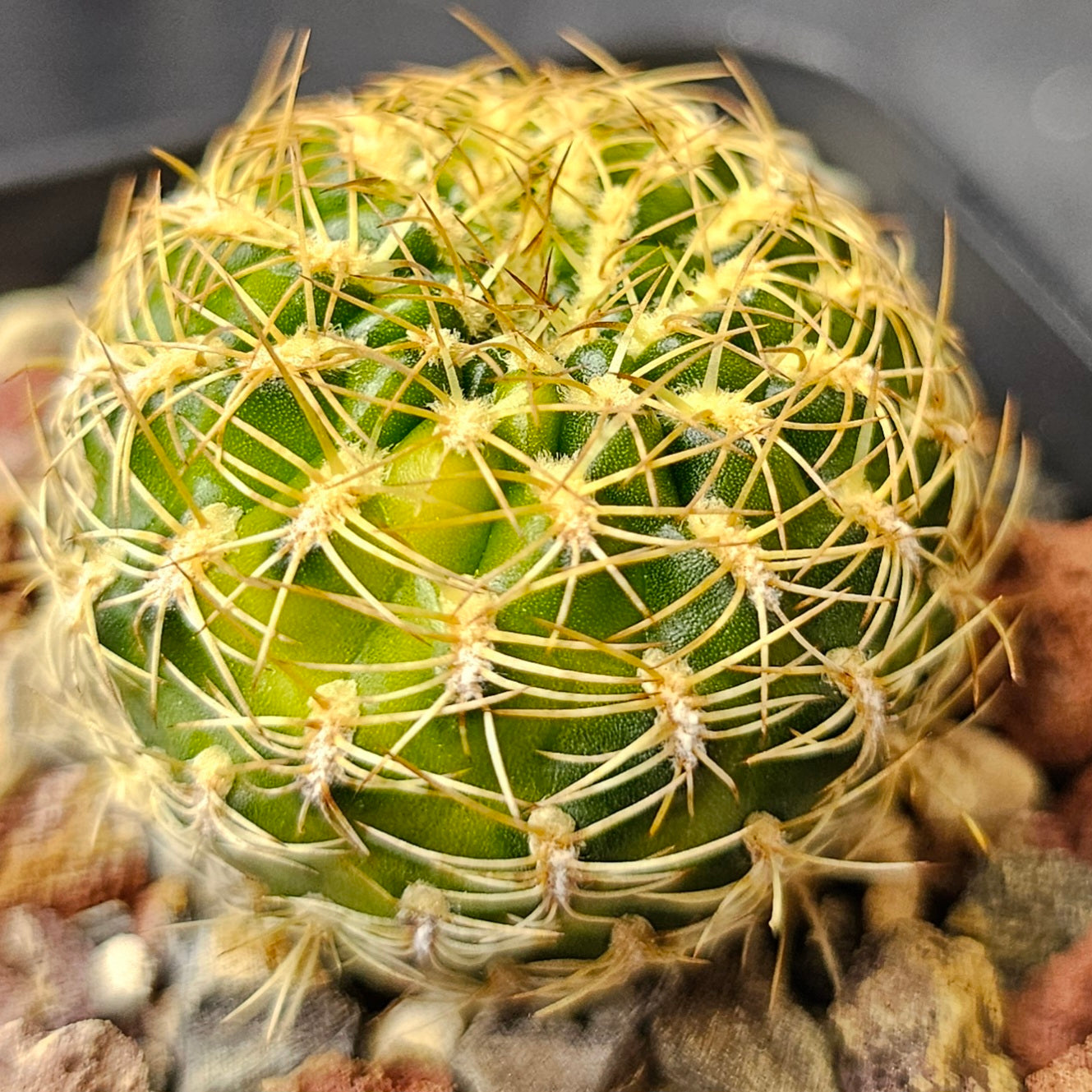 Cactus Bundle – 4 Plants (Vari Nice)