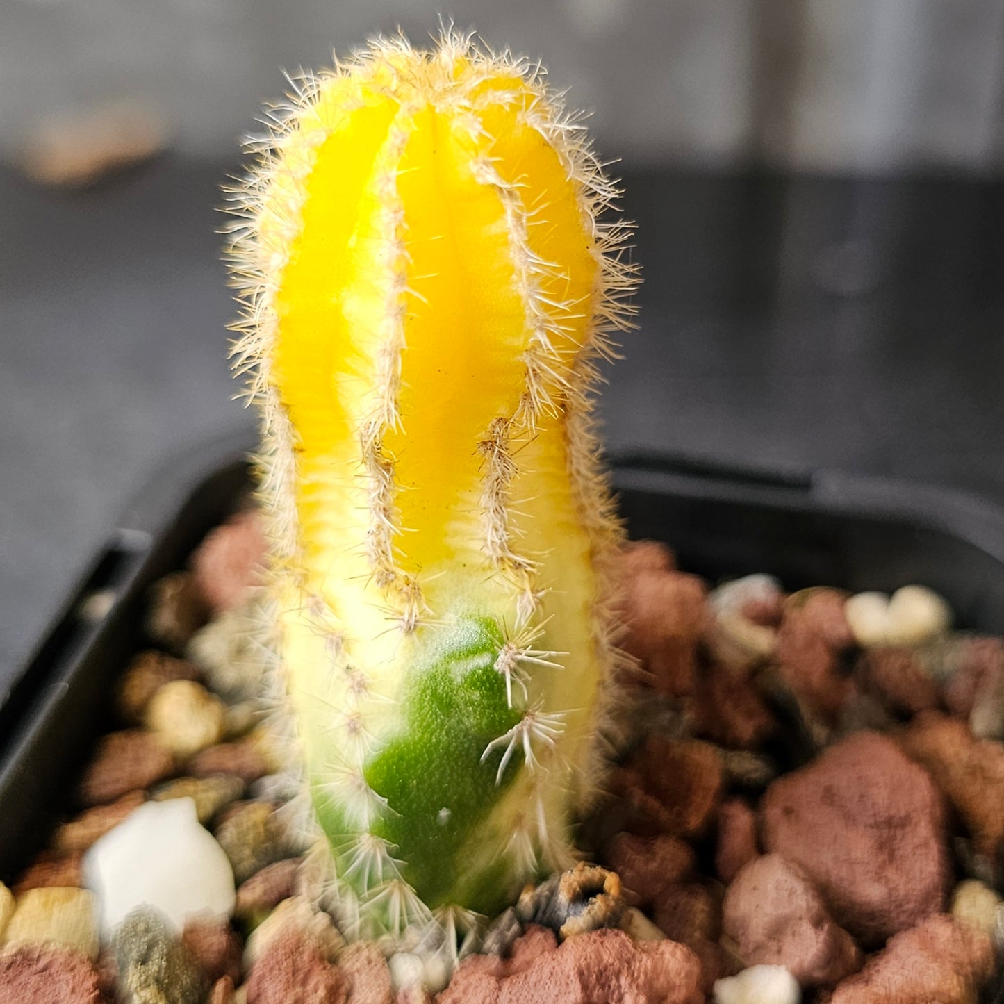 Cactus Bundle – 4 Plants (Vari Nice)