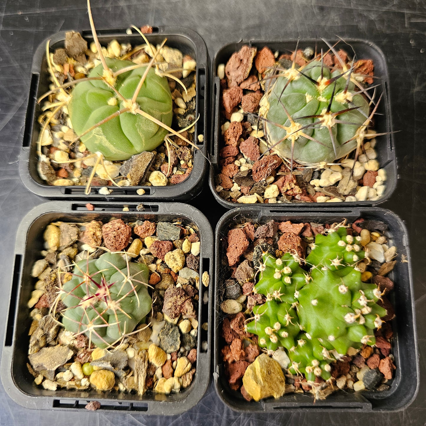 Cactus Bundle – 4 Plants (Spine Set)