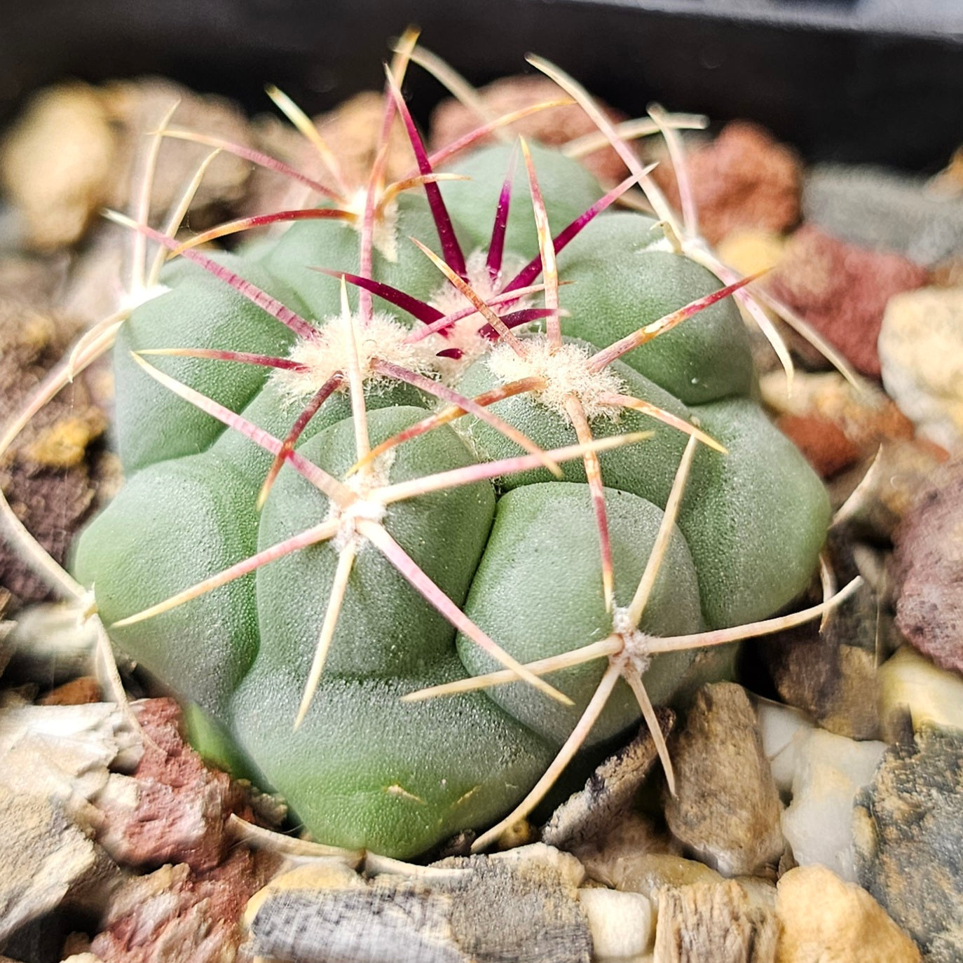 Cactus Bundle – 4 Plants (Spine Set)