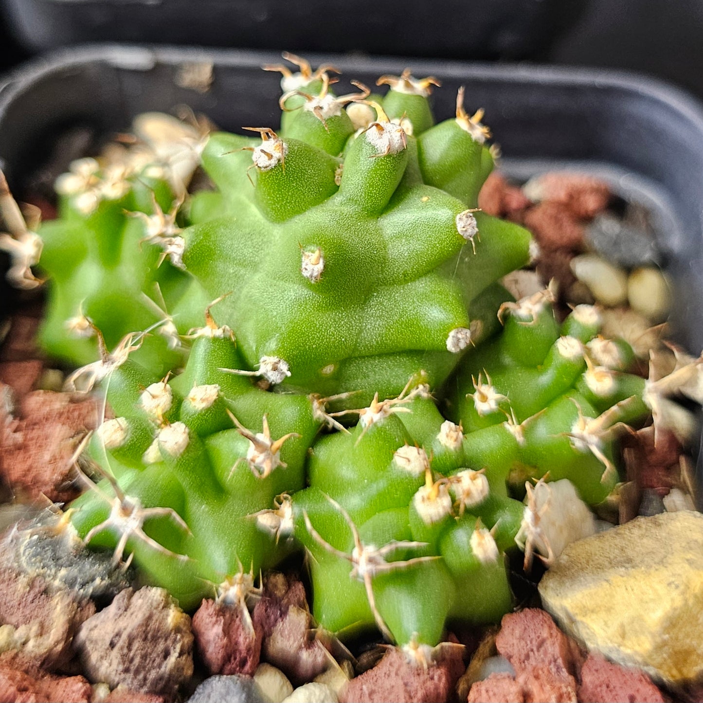 Cactus Bundle – 4 Plants (Spine Set)