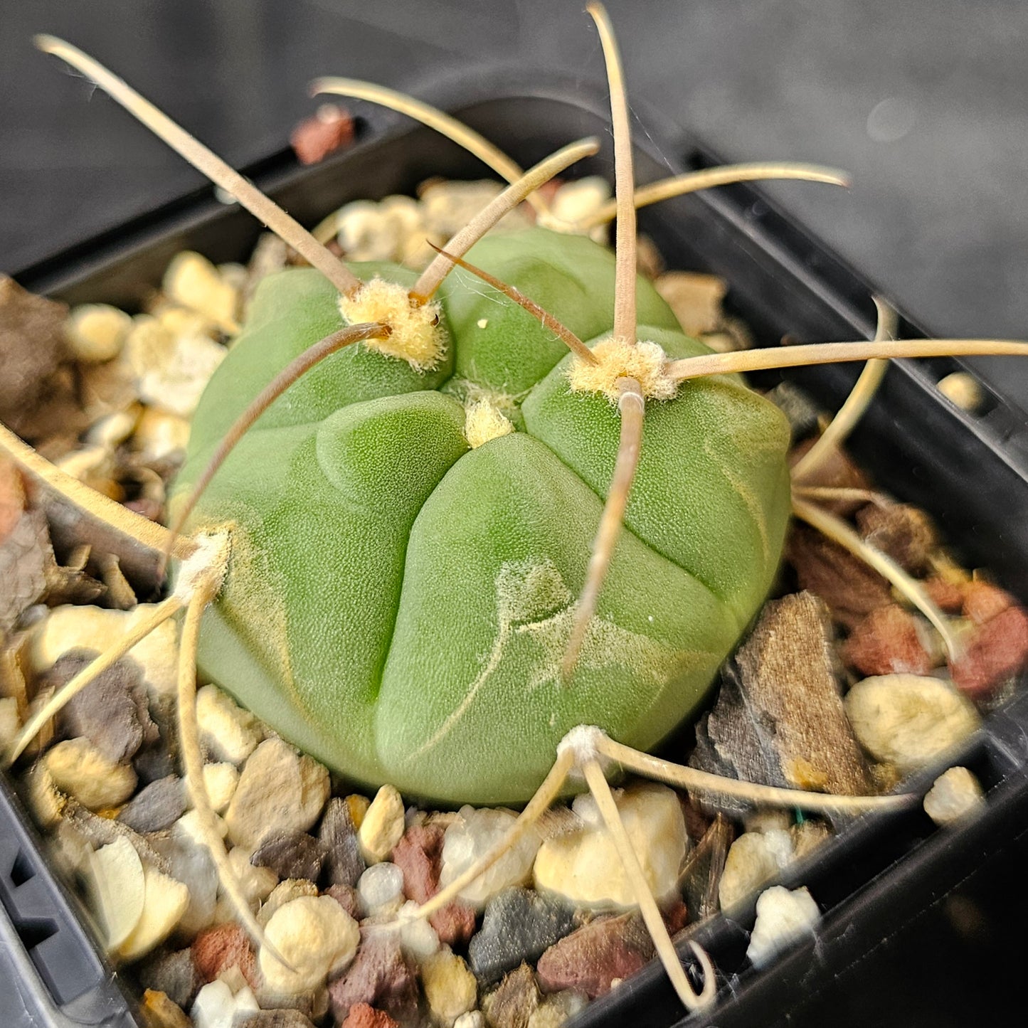 Cactus Bundle – 4 Plants (Spine Set)