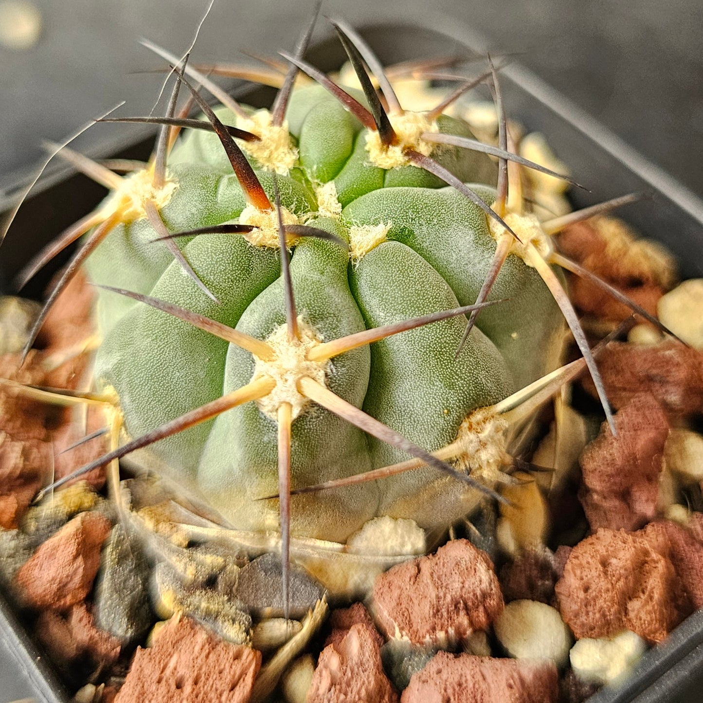 Cactus Bundle – 4 Plants (Spine Set)