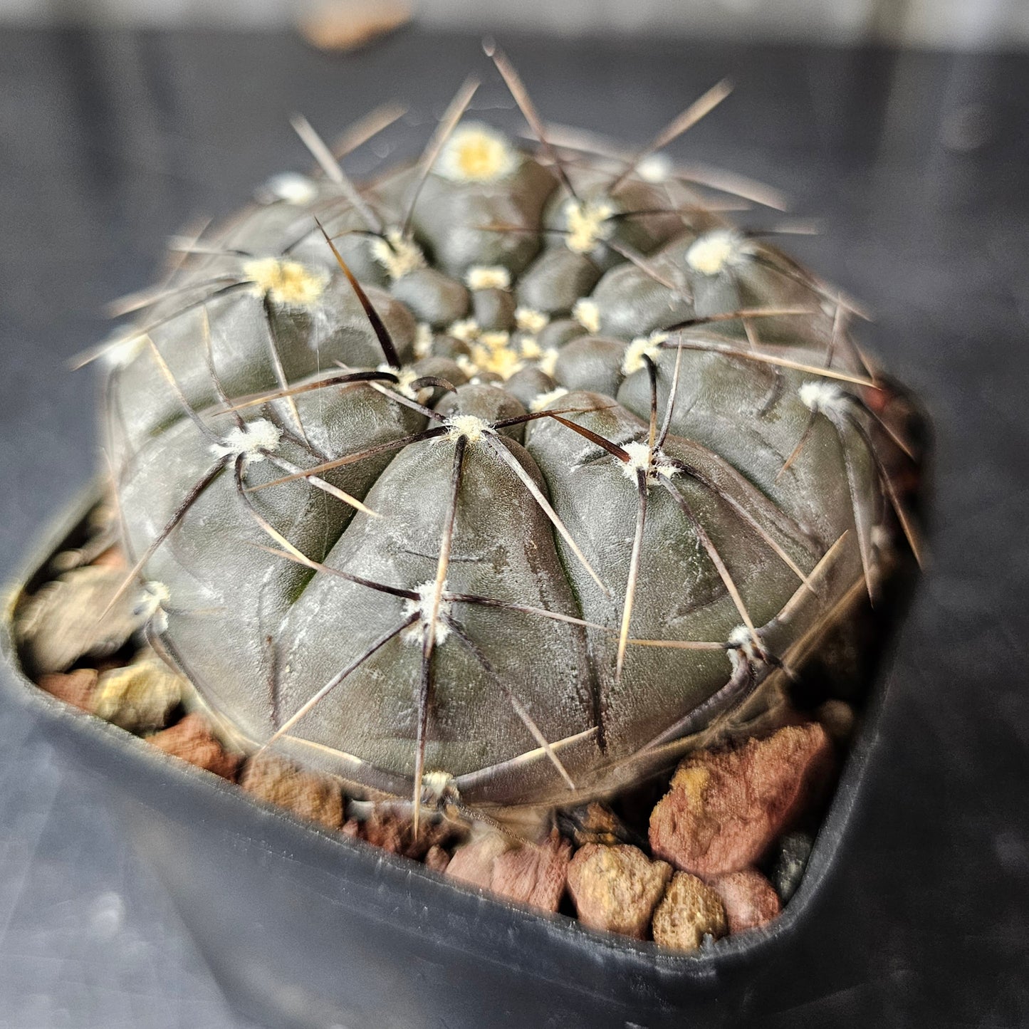 Gymnocalycium berchtii
