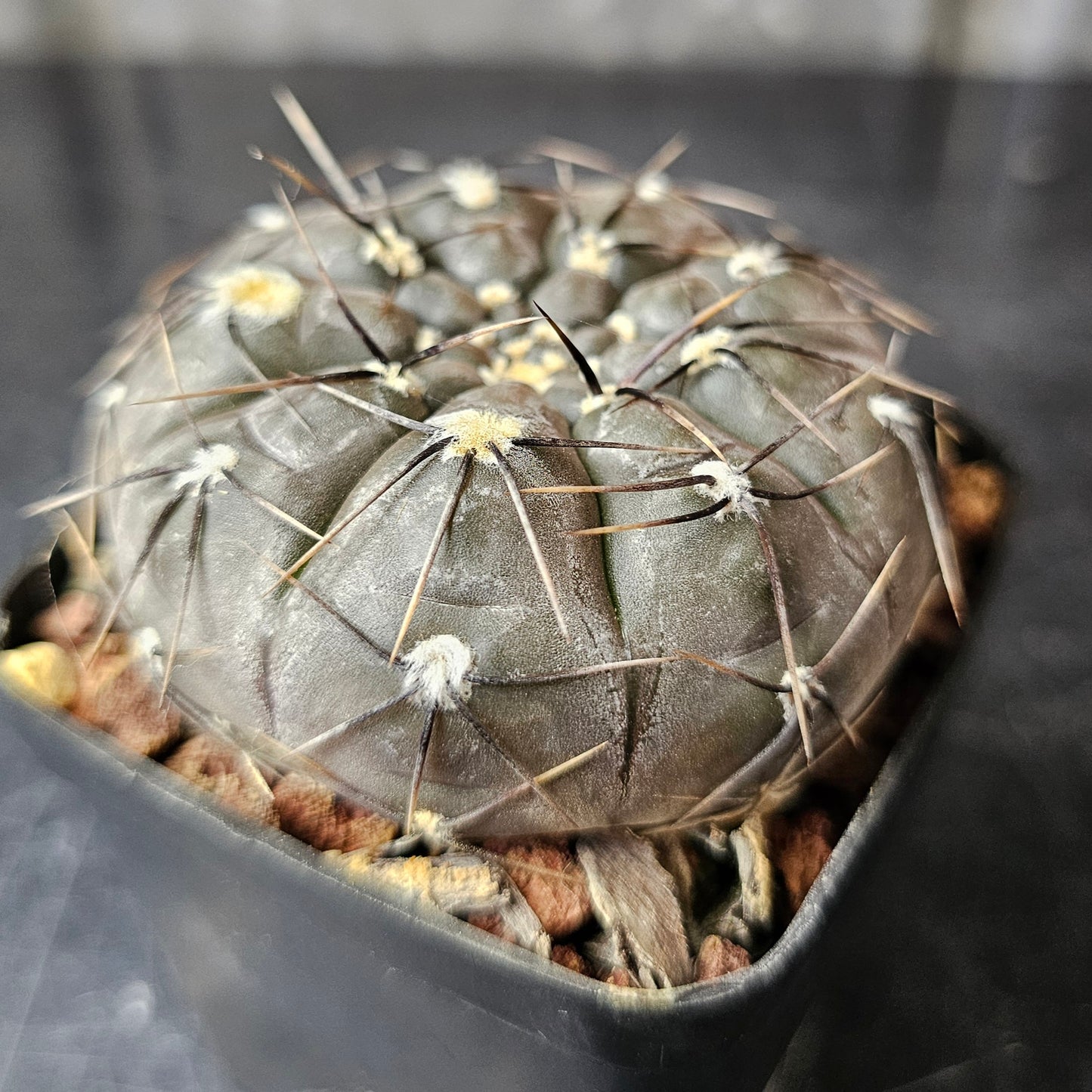 Gymnocalycium berchtii