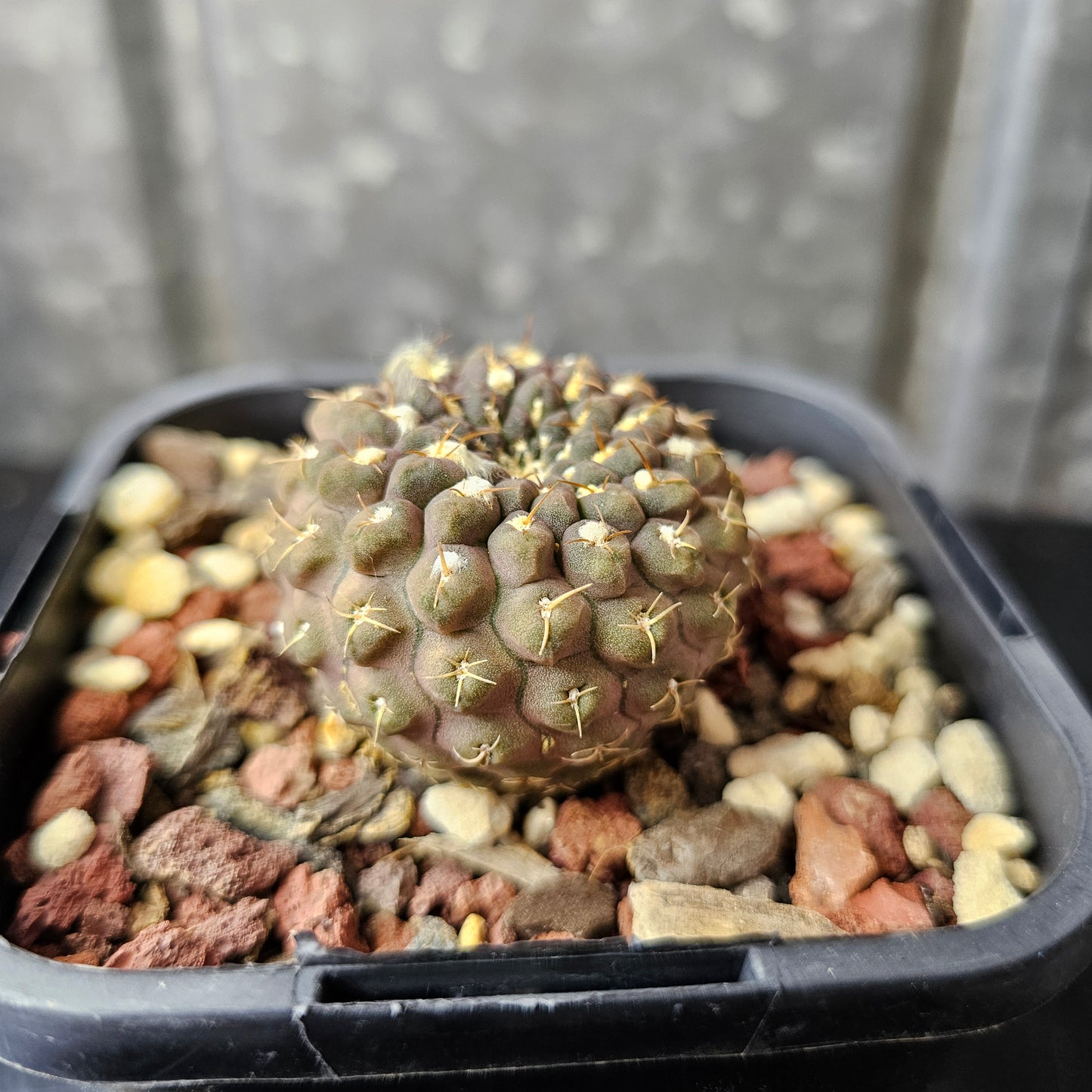 Chileorebutia carneoflora