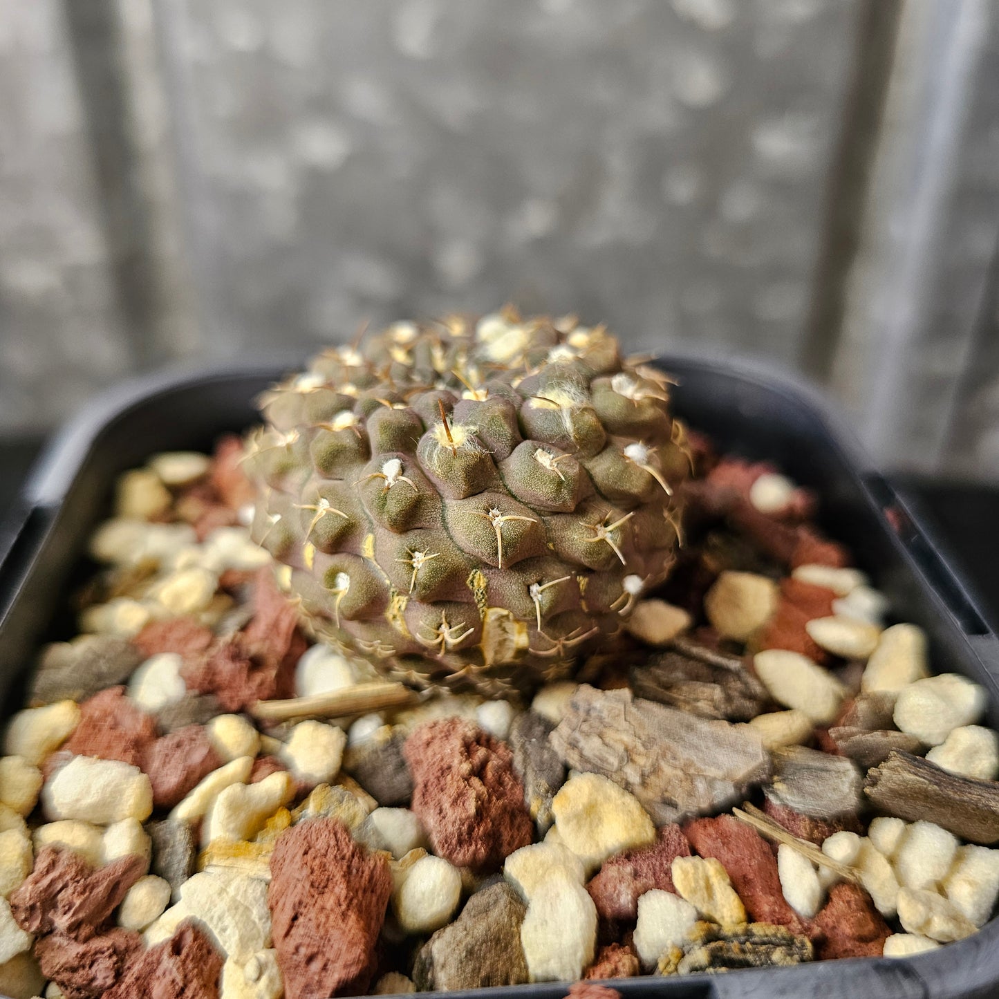 Chileorebutia carneoflora