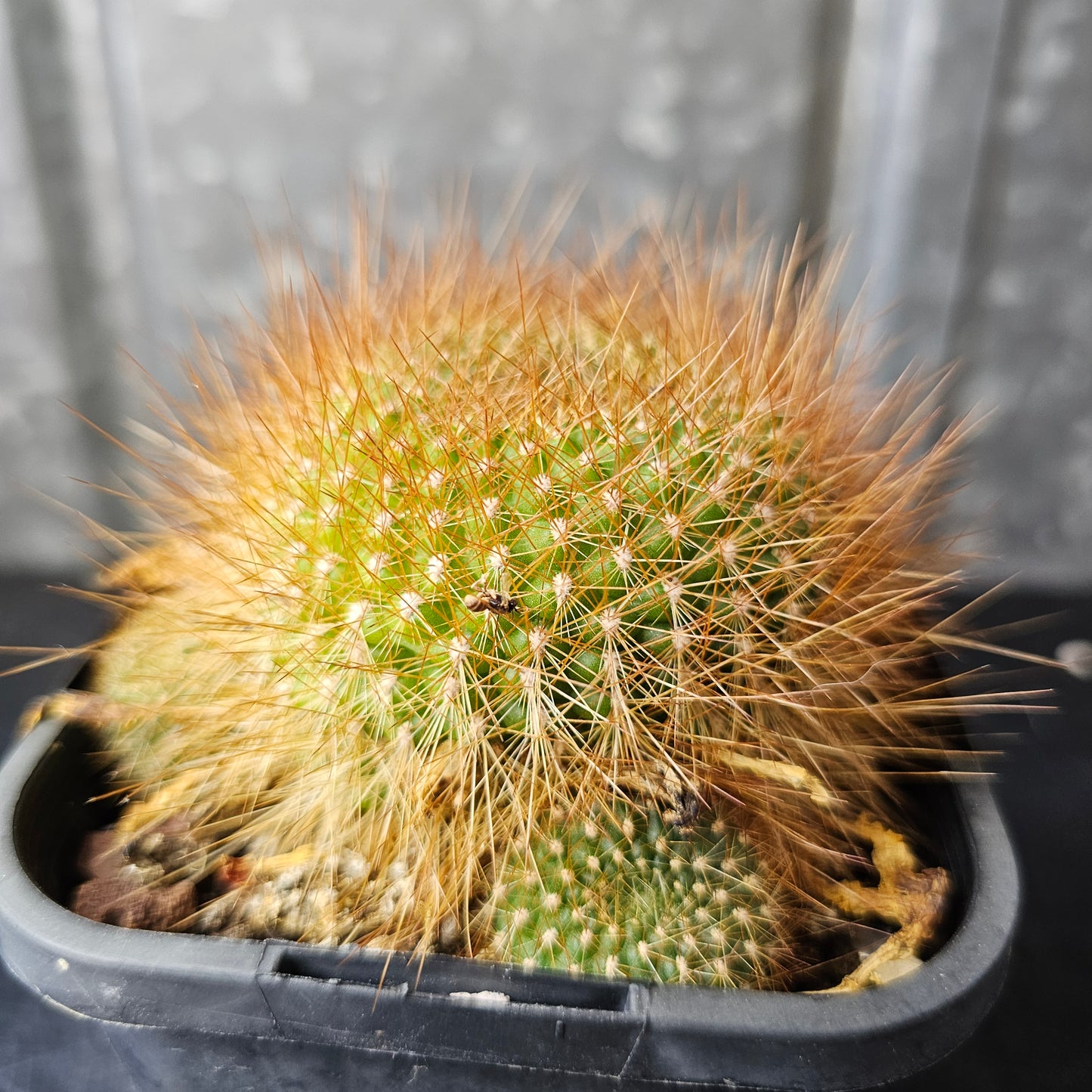 Rebutia xanthocarpa v. violaciflora