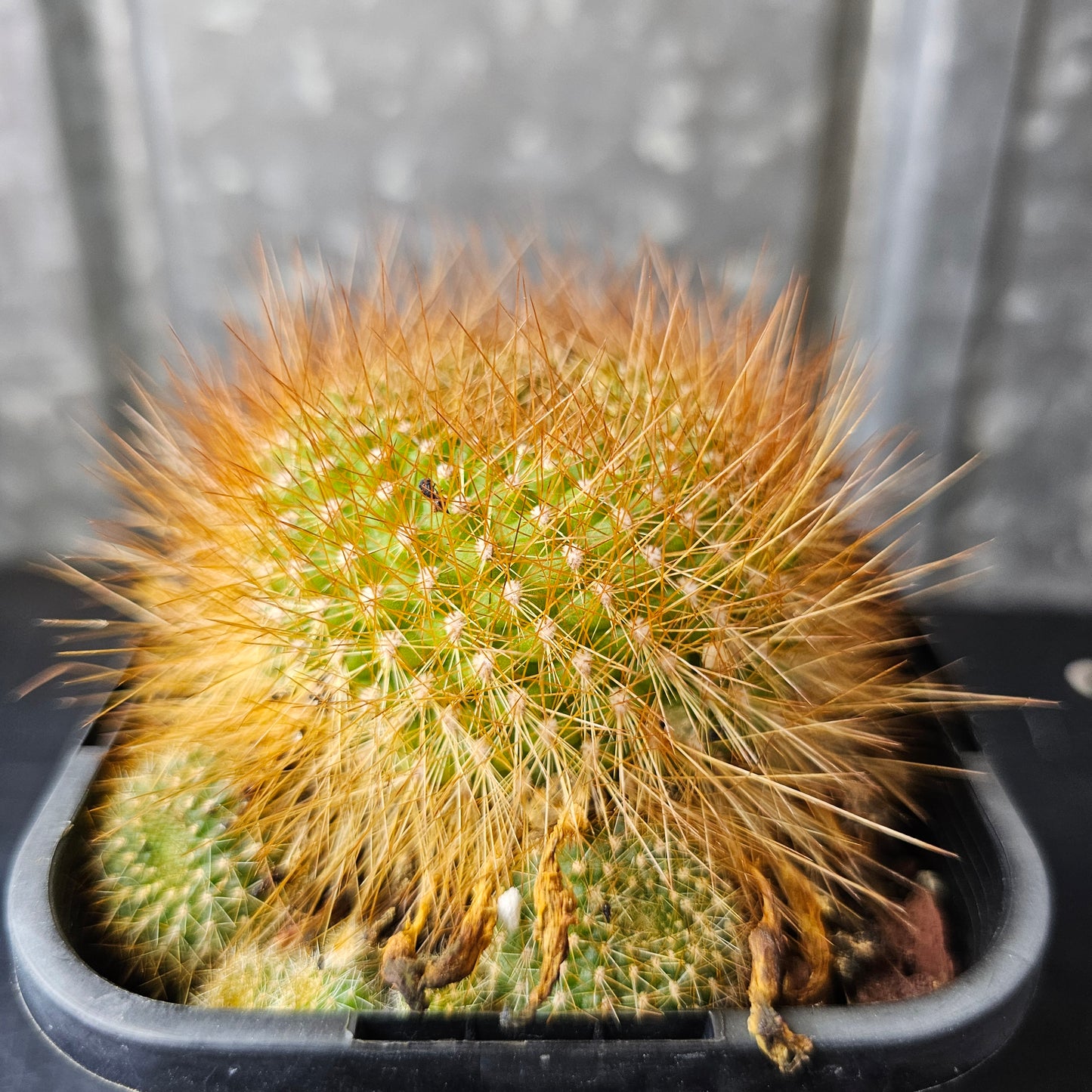 Rebutia xanthocarpa v. violaciflora