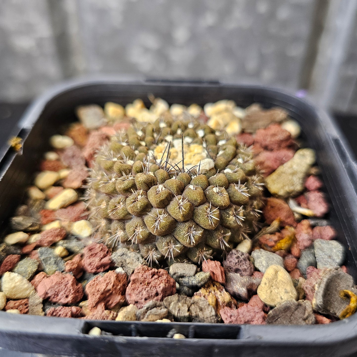 Chileorebutia esmeraldana FR518