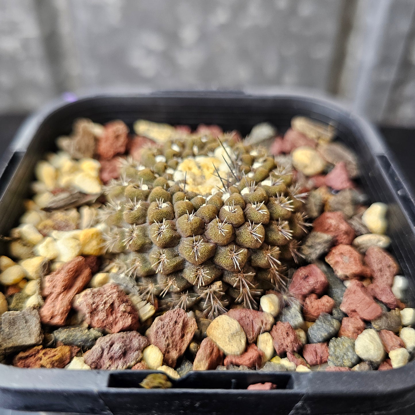 Chileorebutia esmeraldana FR518