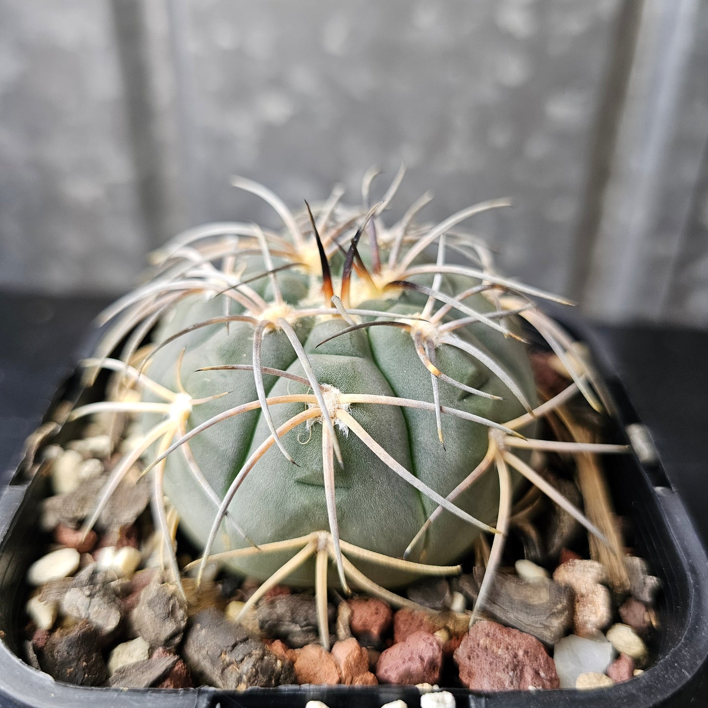 Gymnocalycium spegazzini (DJF248)