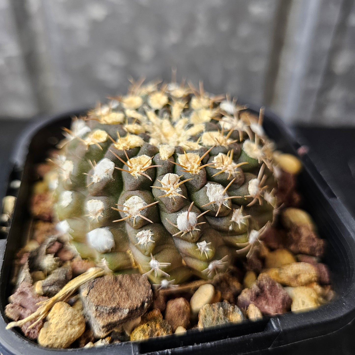 Neochilenia odeirii
