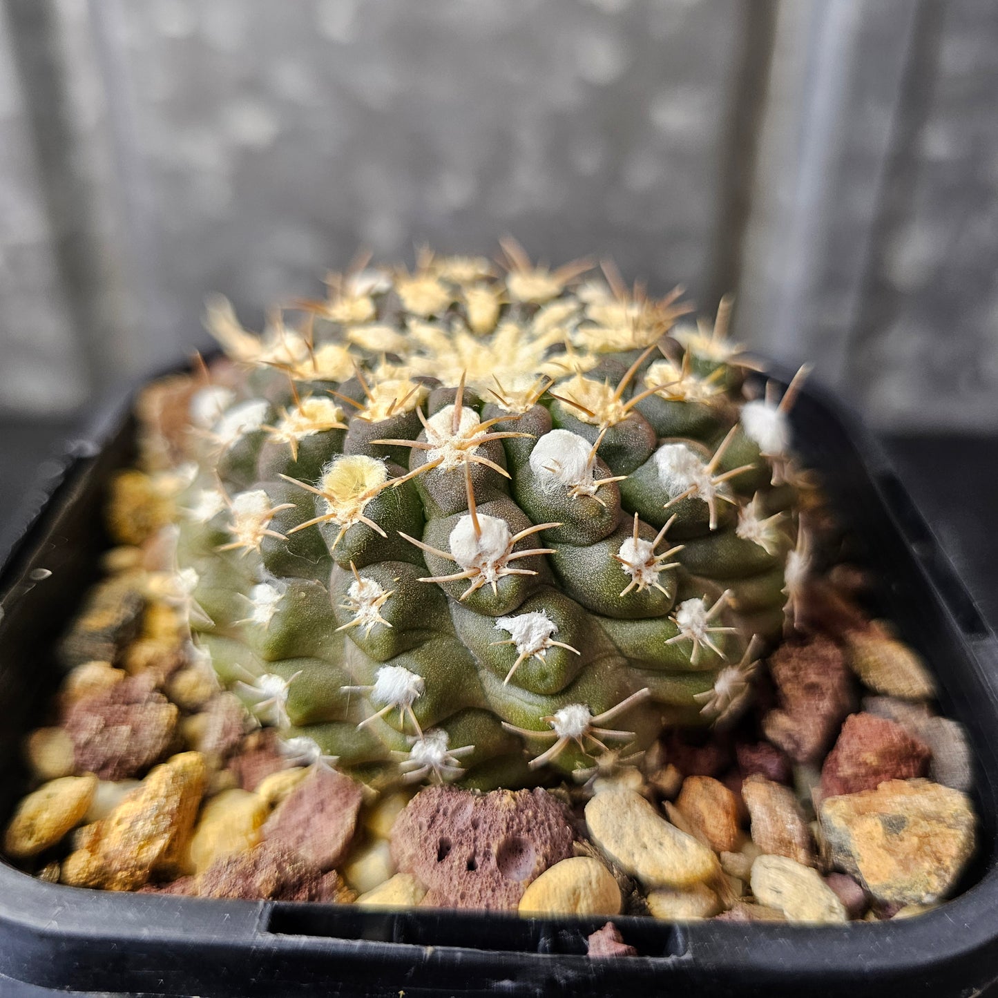 Neochilenia odeirii