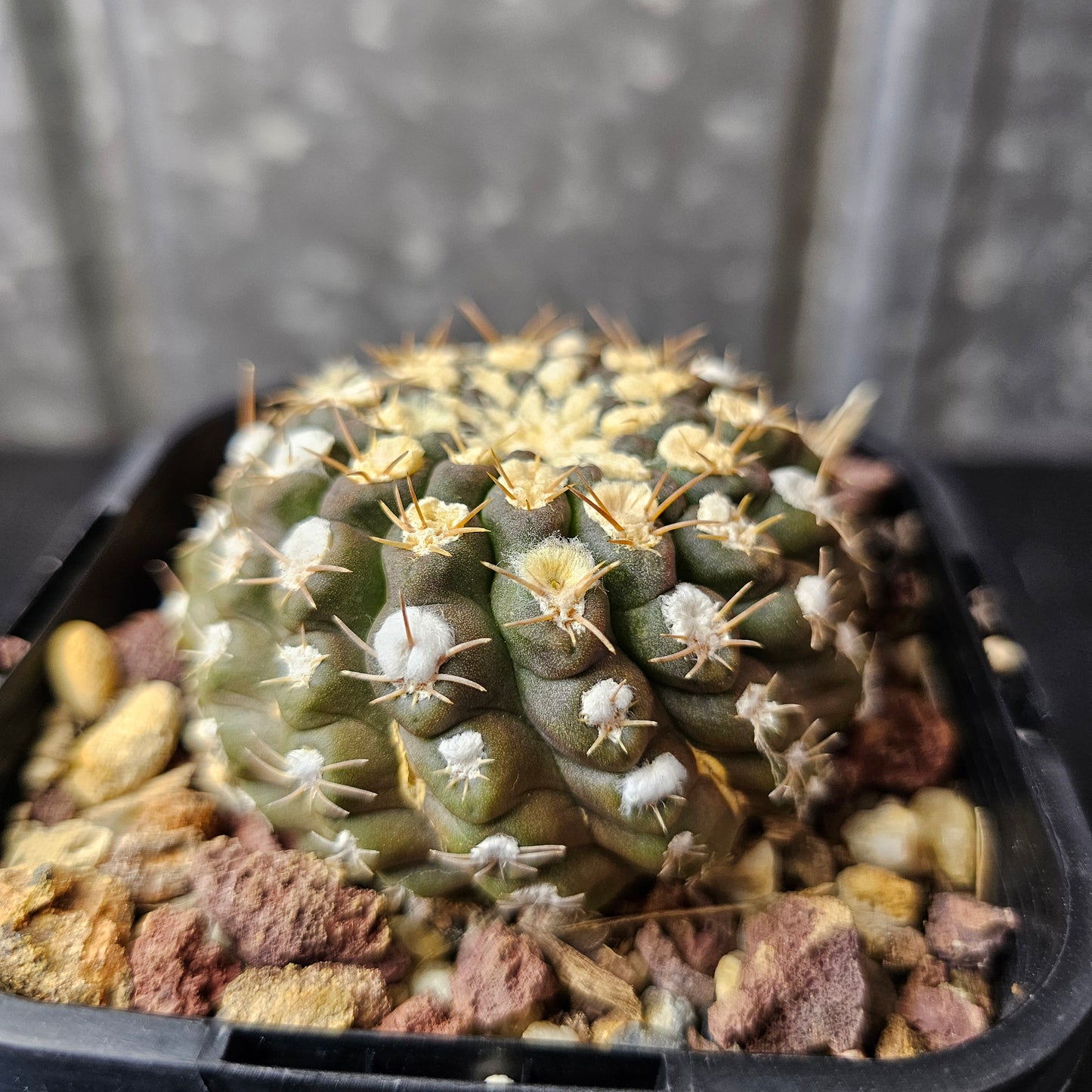 Neochilenia odeirii