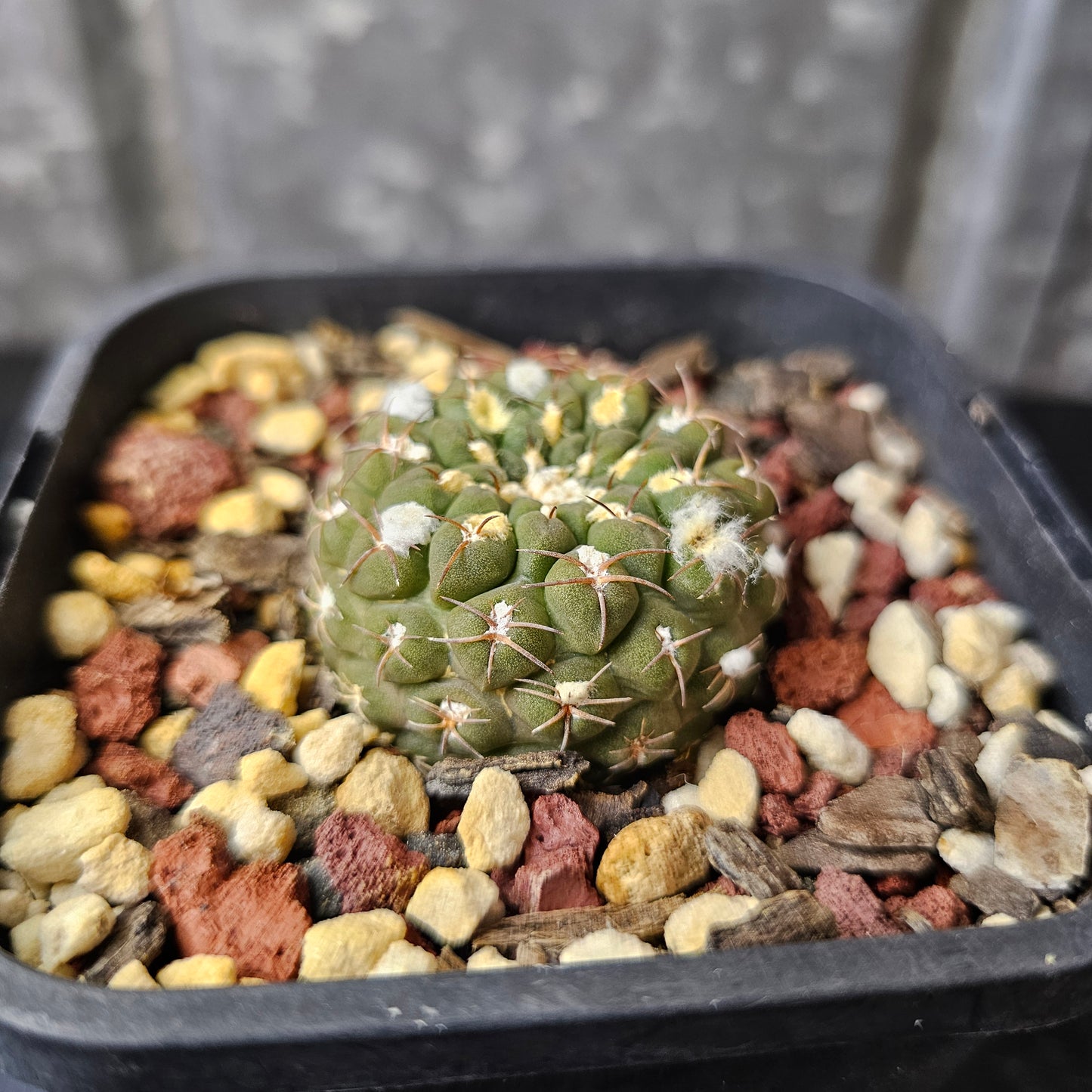 Chileorebutia carneoflora (green form)