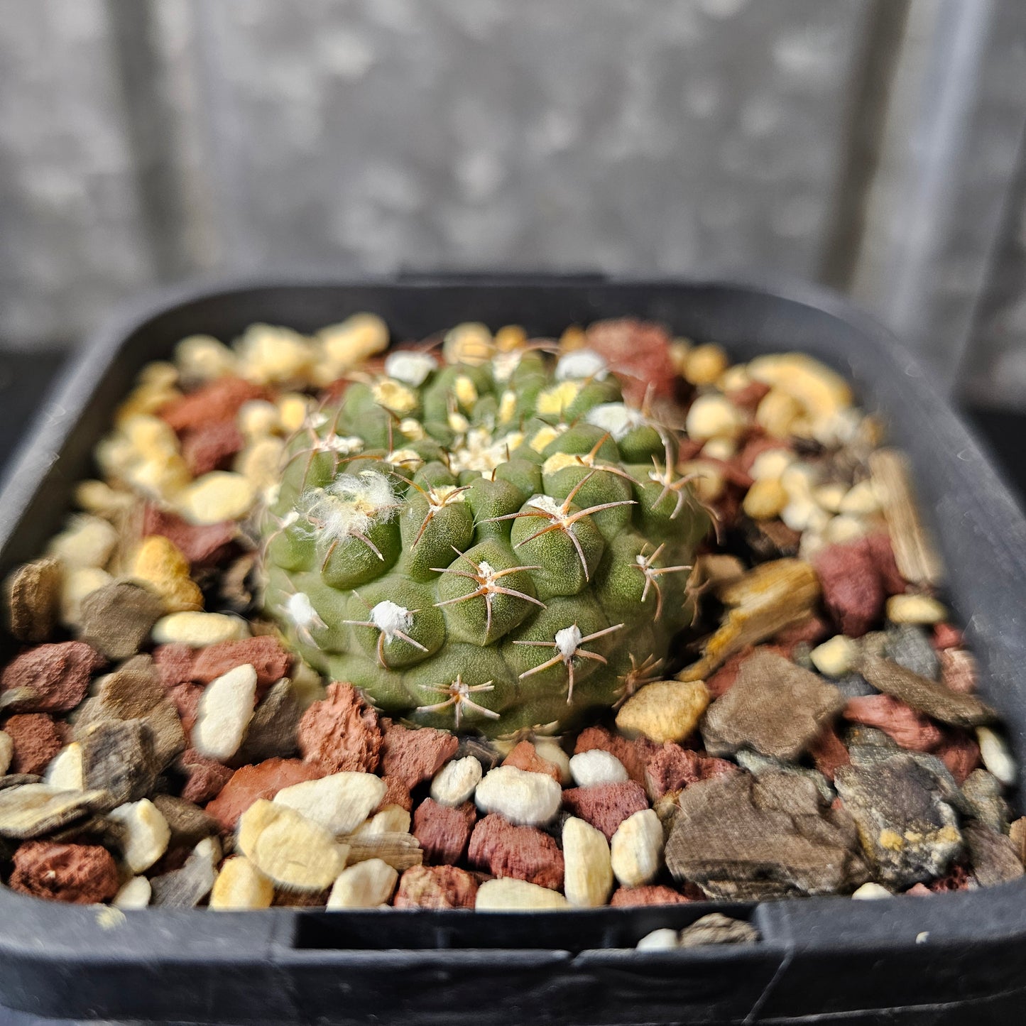 Chileorebutia carneoflora (green form)