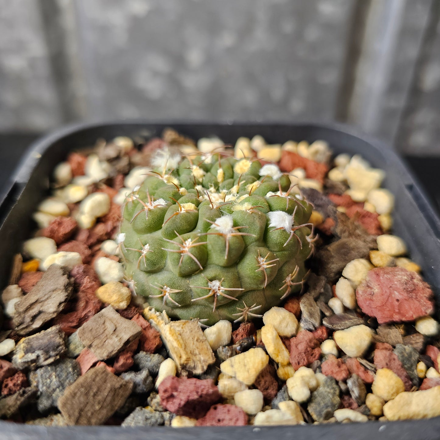 Chileorebutia carneoflora (green form)