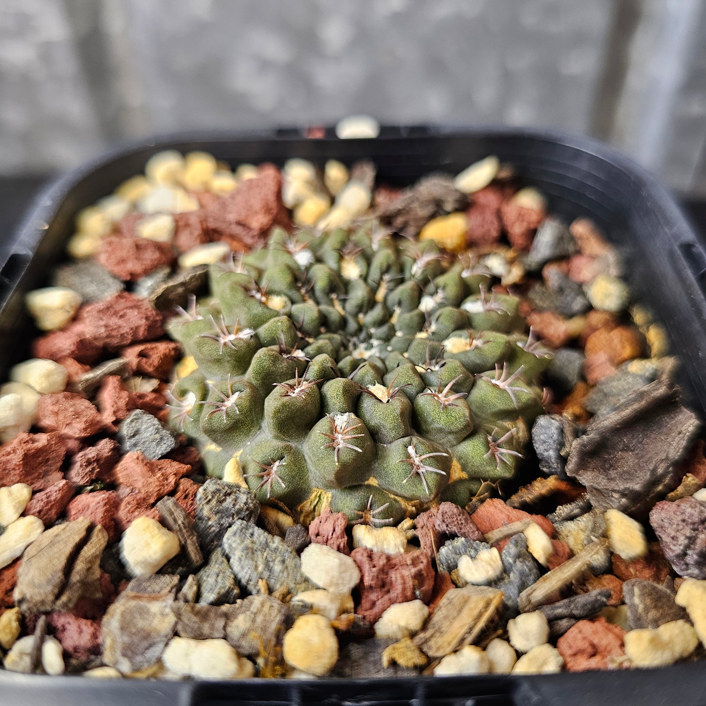 Neochilenia occulta - relic grade