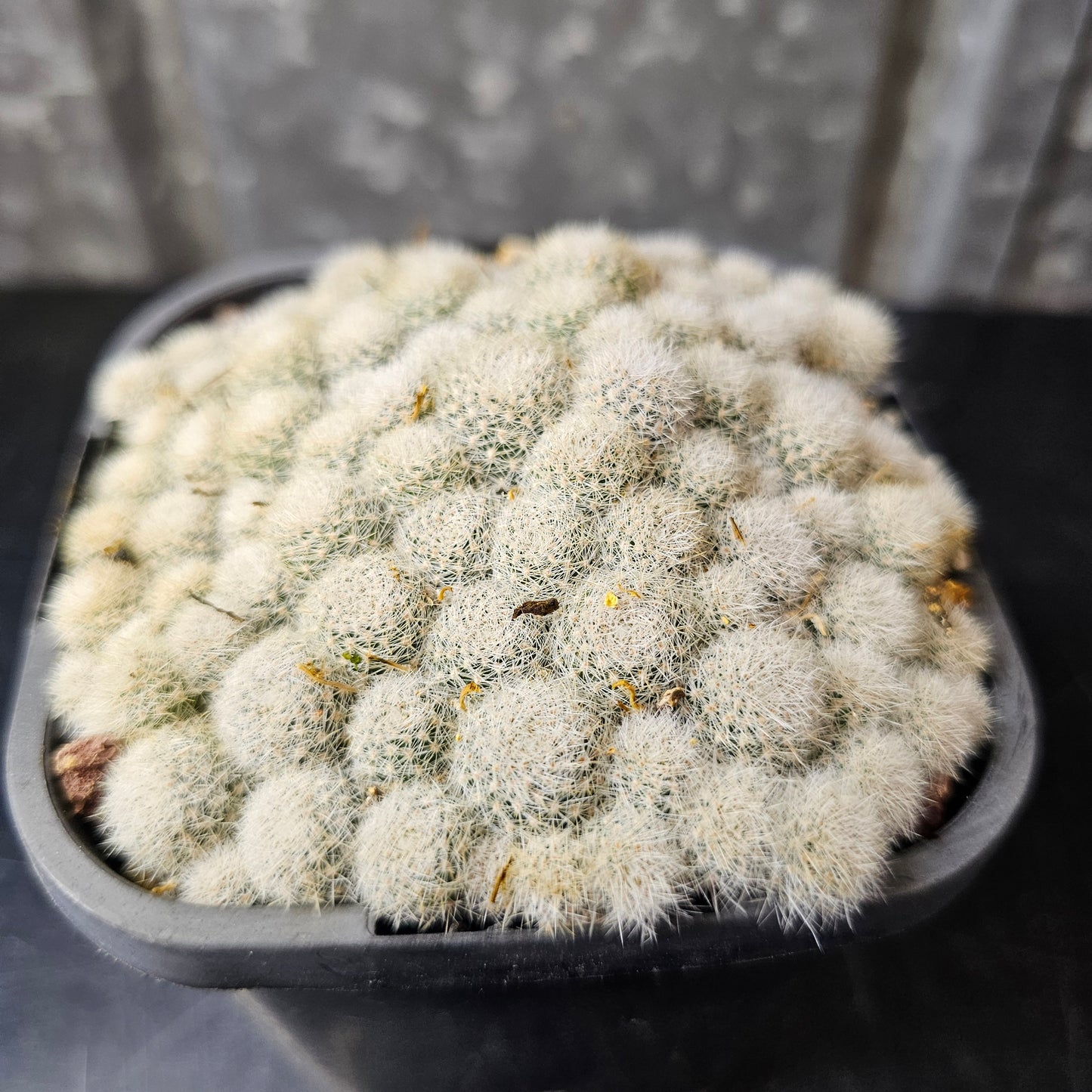 Rebutia sp. (micro heads)
