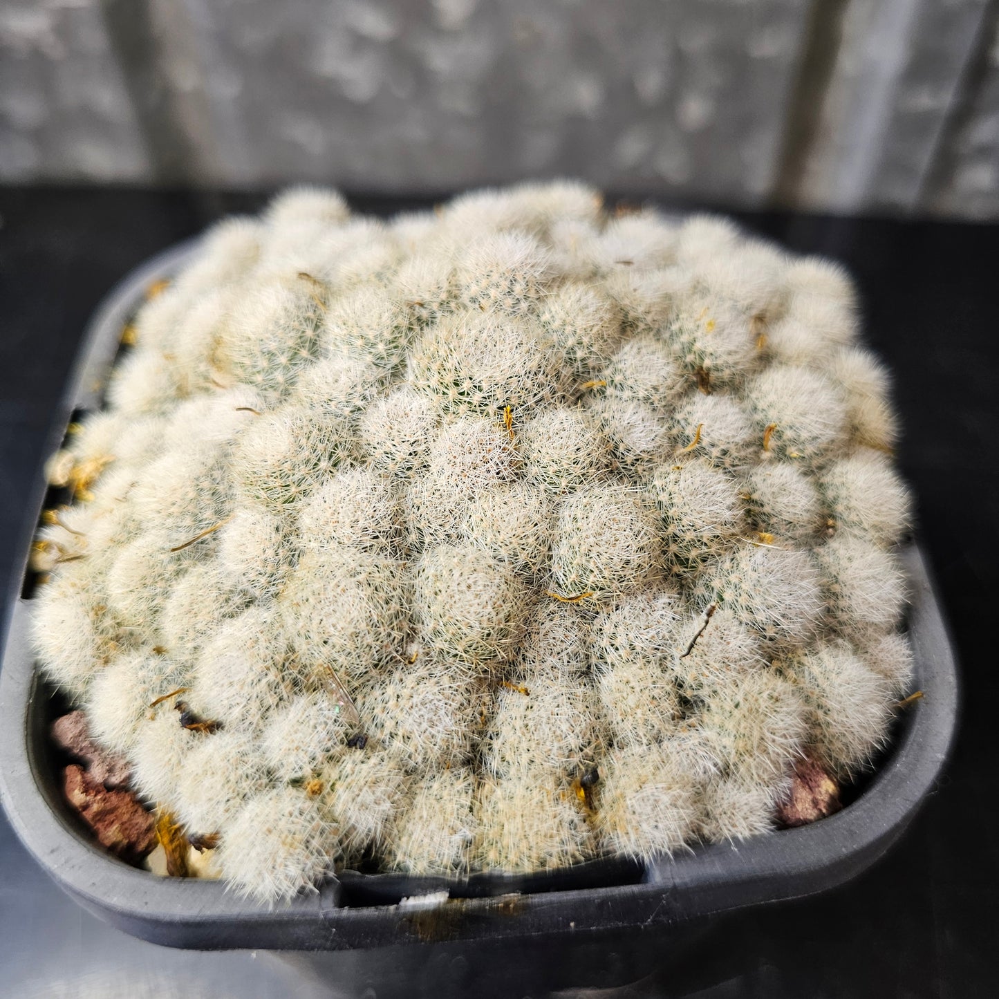 Rebutia sp. (micro heads)